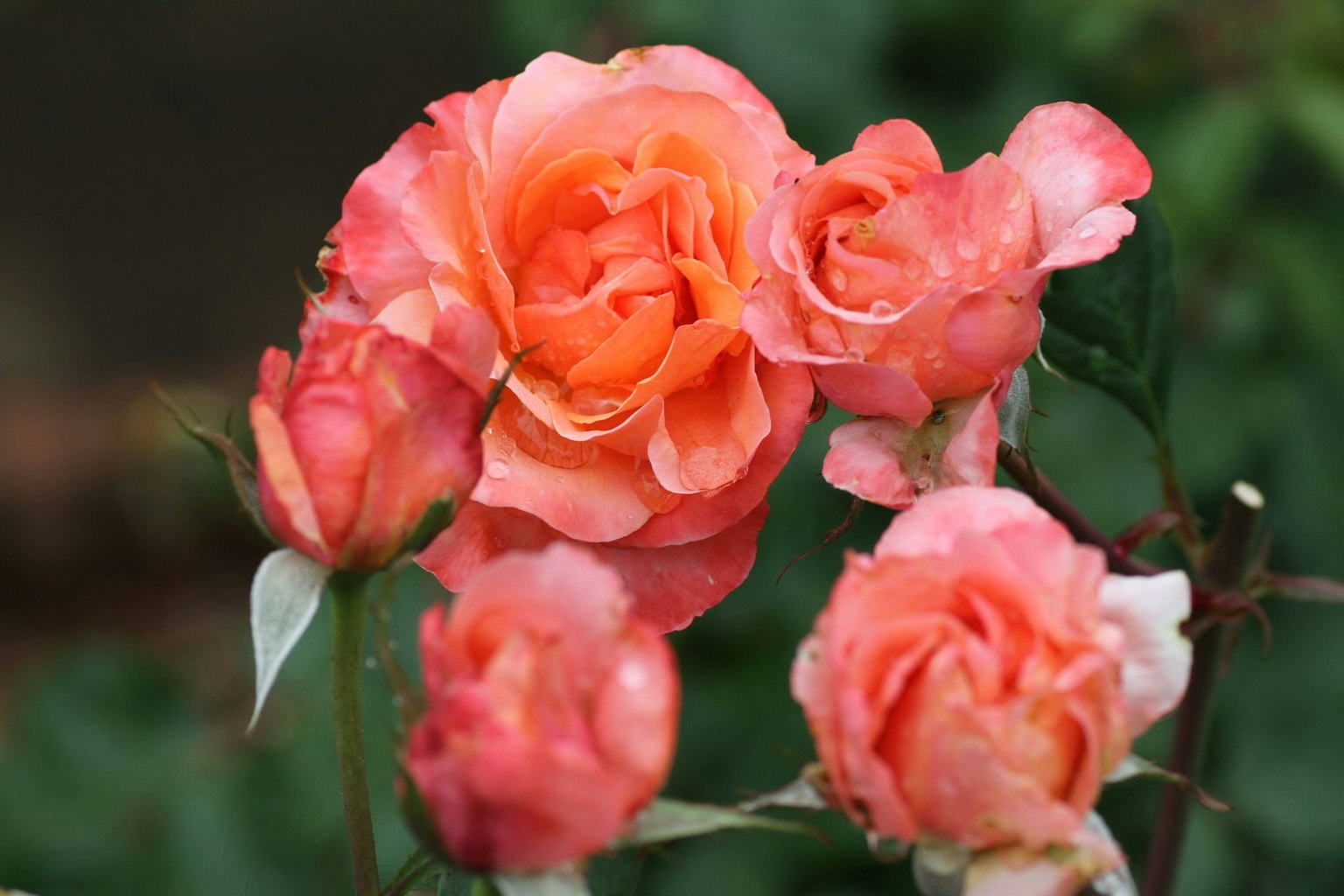 Une belle image de roses orange regroupées