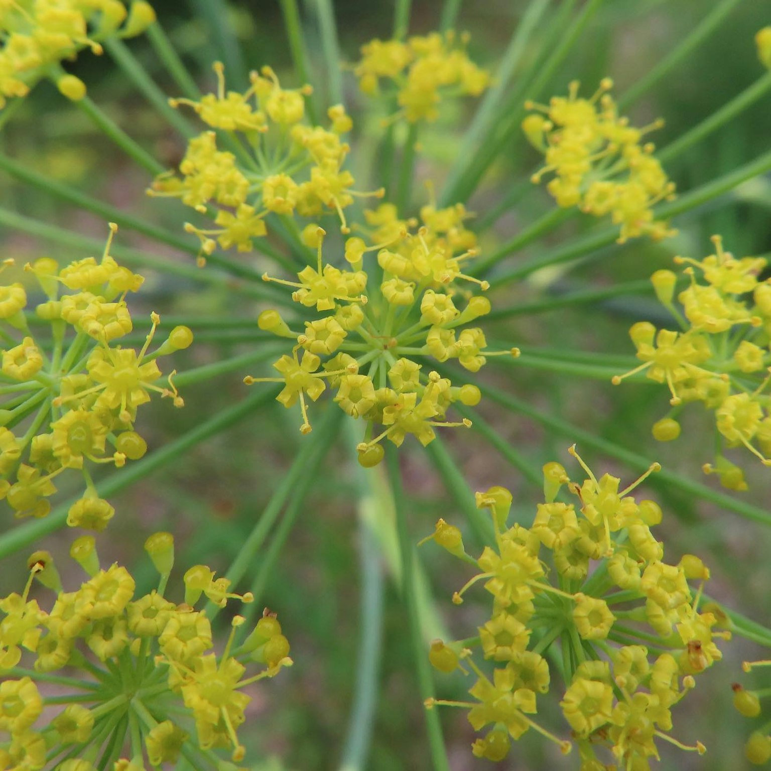 Gambar close-up tanaman dengan bunga kuning