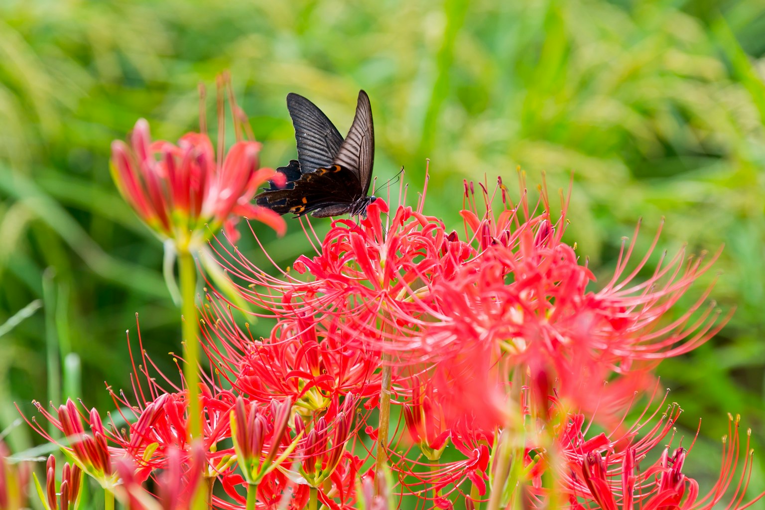 Un papillon noir se posant sur des lys araignées rouges vifs dans un fond vert luxuriant