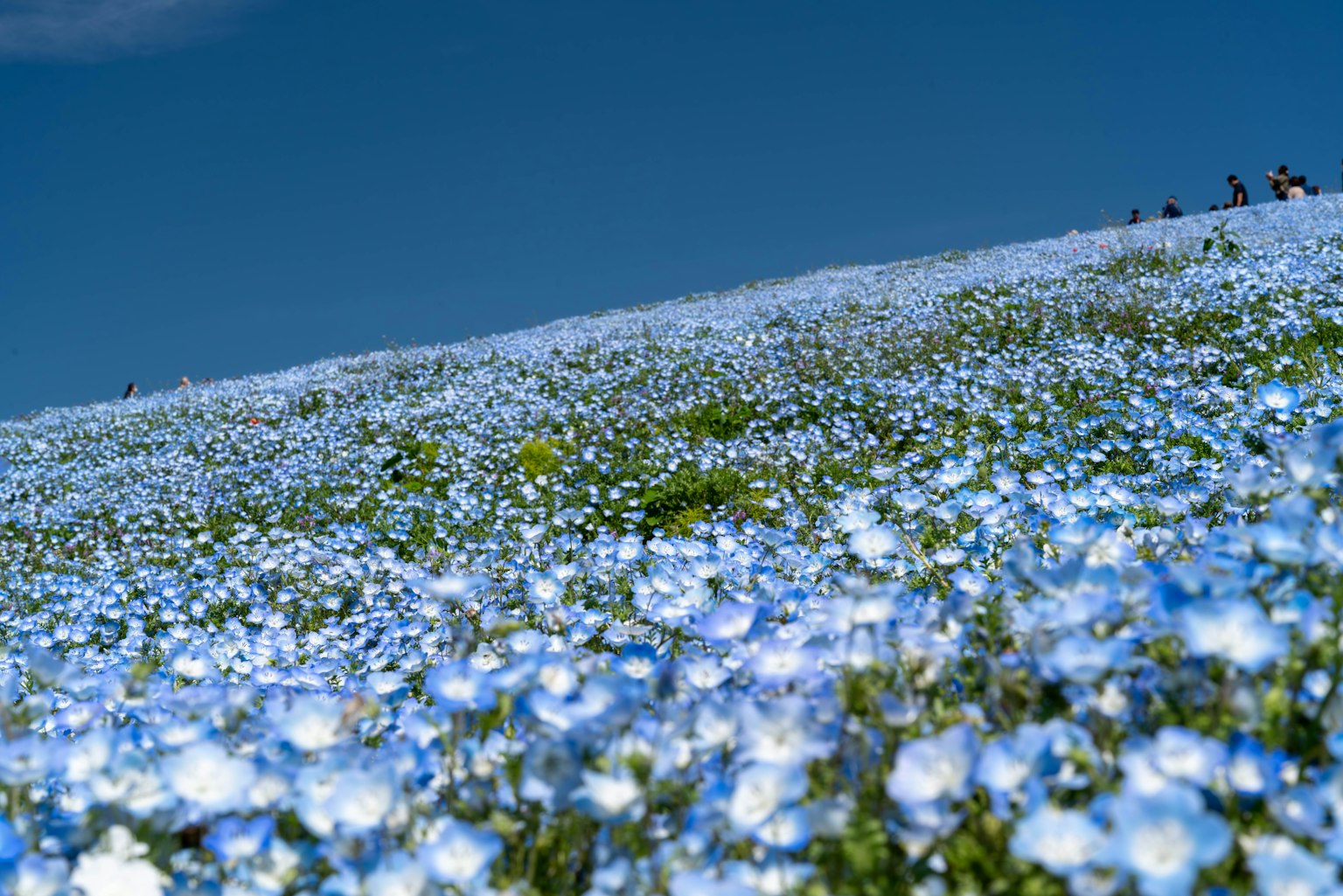 Großer Hügel bedeckt mit blauen Blumen unter einem klaren blauen Himmel