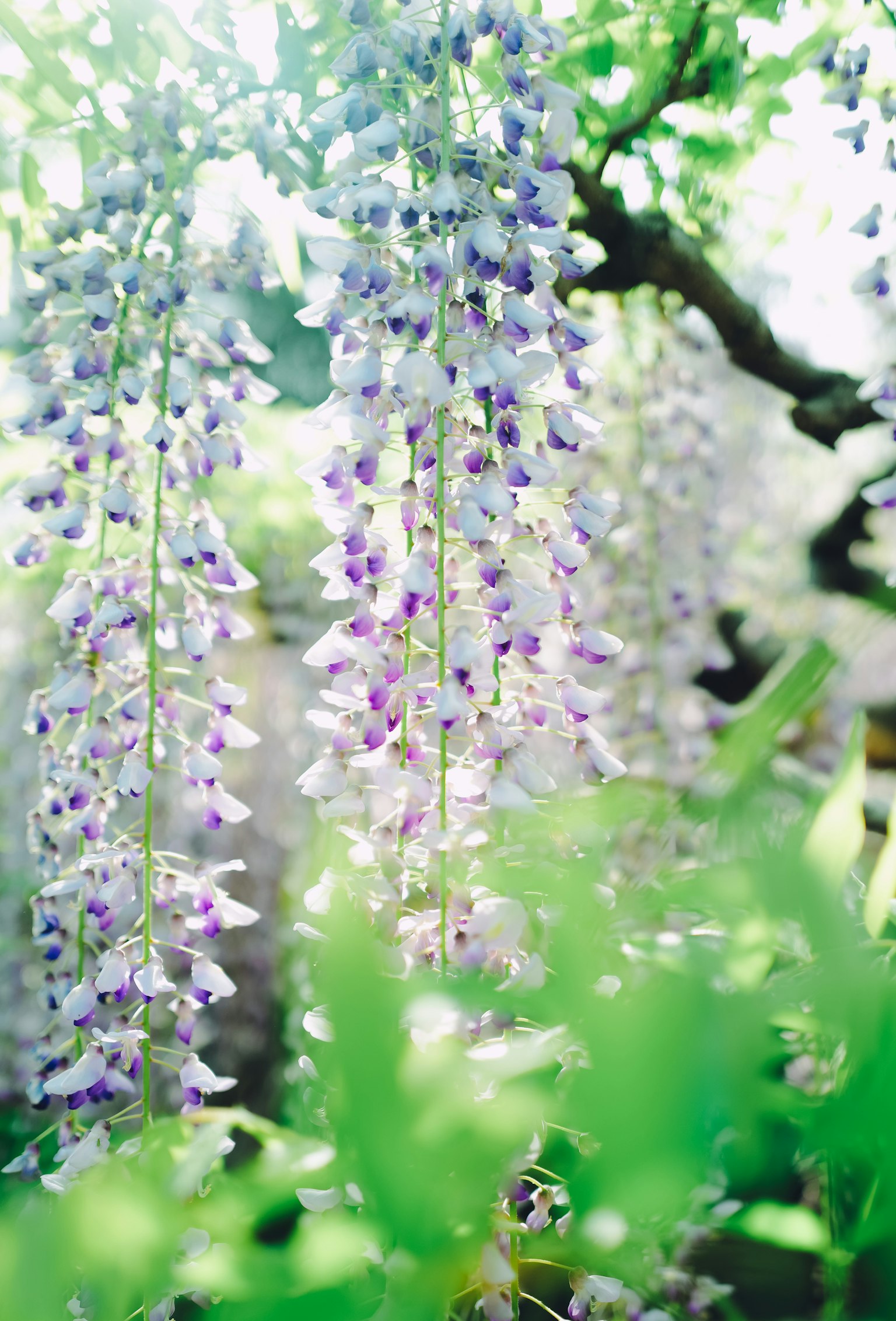 美麗的紫色藤花垂掛場景