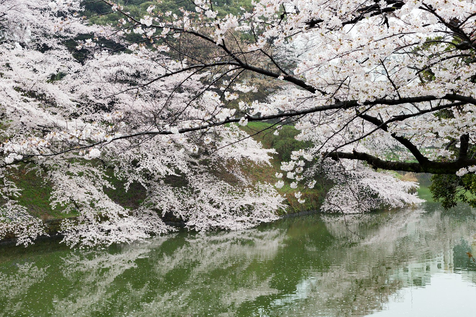 ภูมิทัศน์ที่สวยงามพร้อมต้นซากุระและการสะท้อนบนผืนน้ำสีเขียว