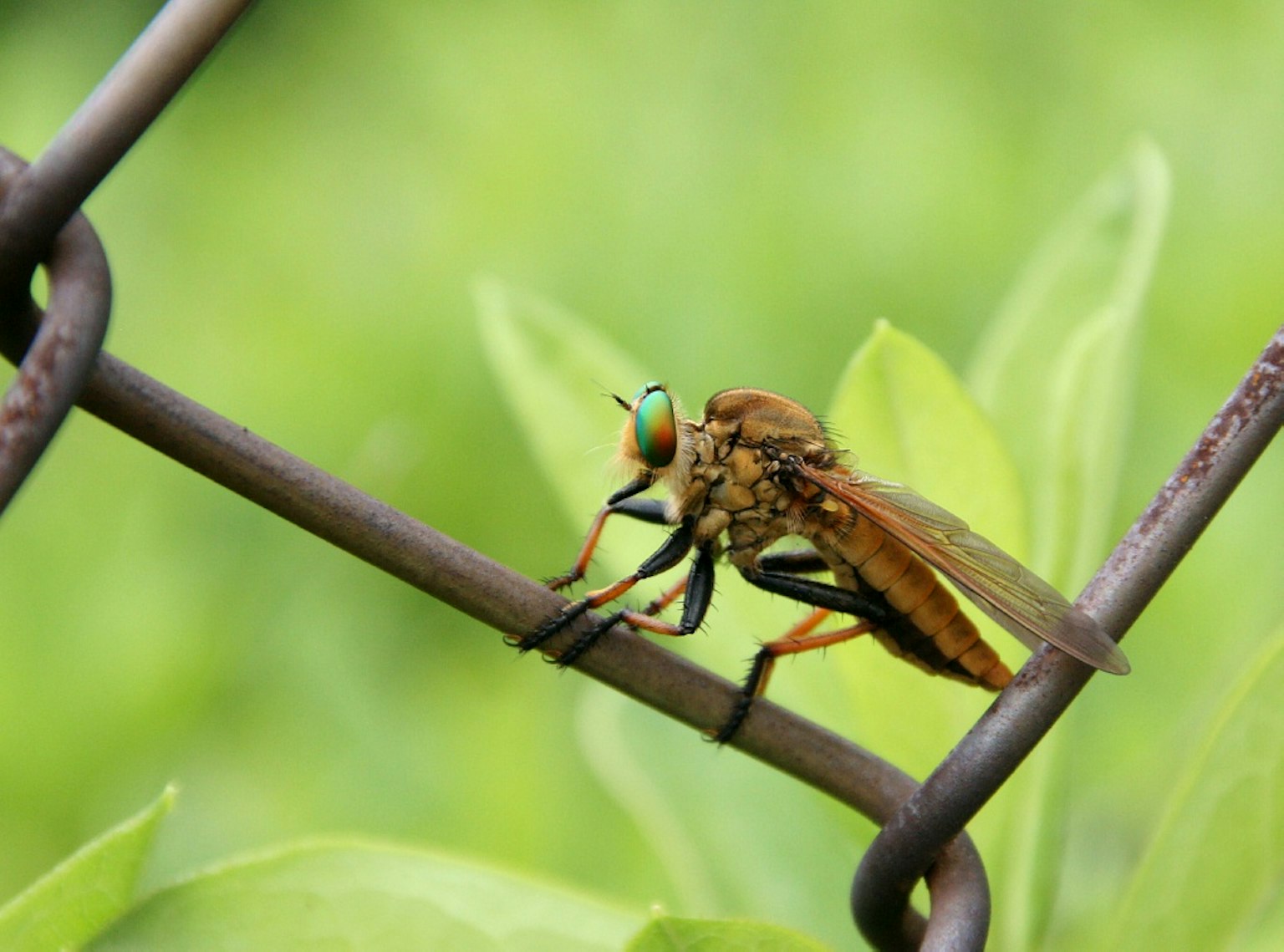 Imagen en primer plano de un insecto reposando en una cerca con fondo verde