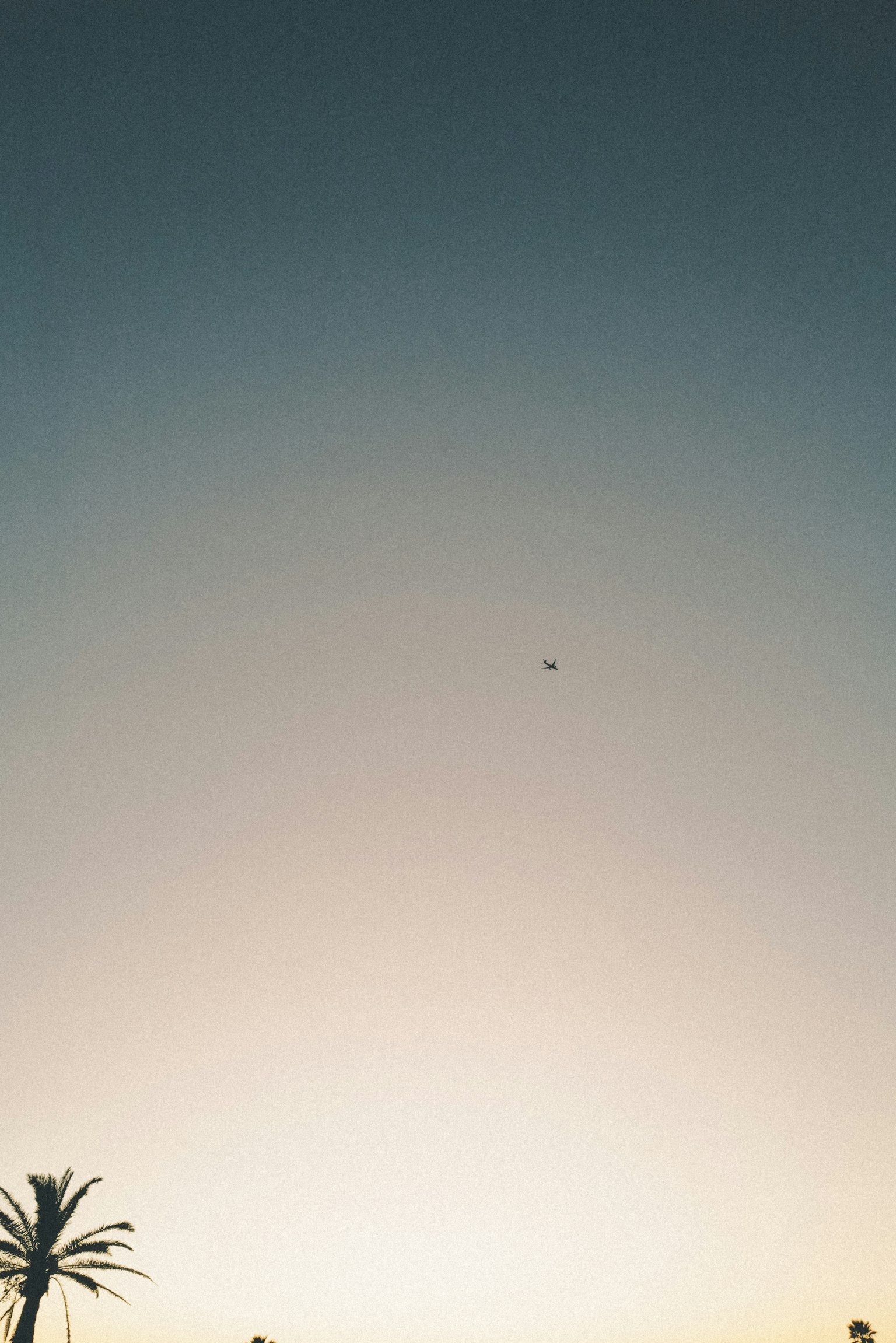 天空中有一架小飞机和棕榈树的轮廓