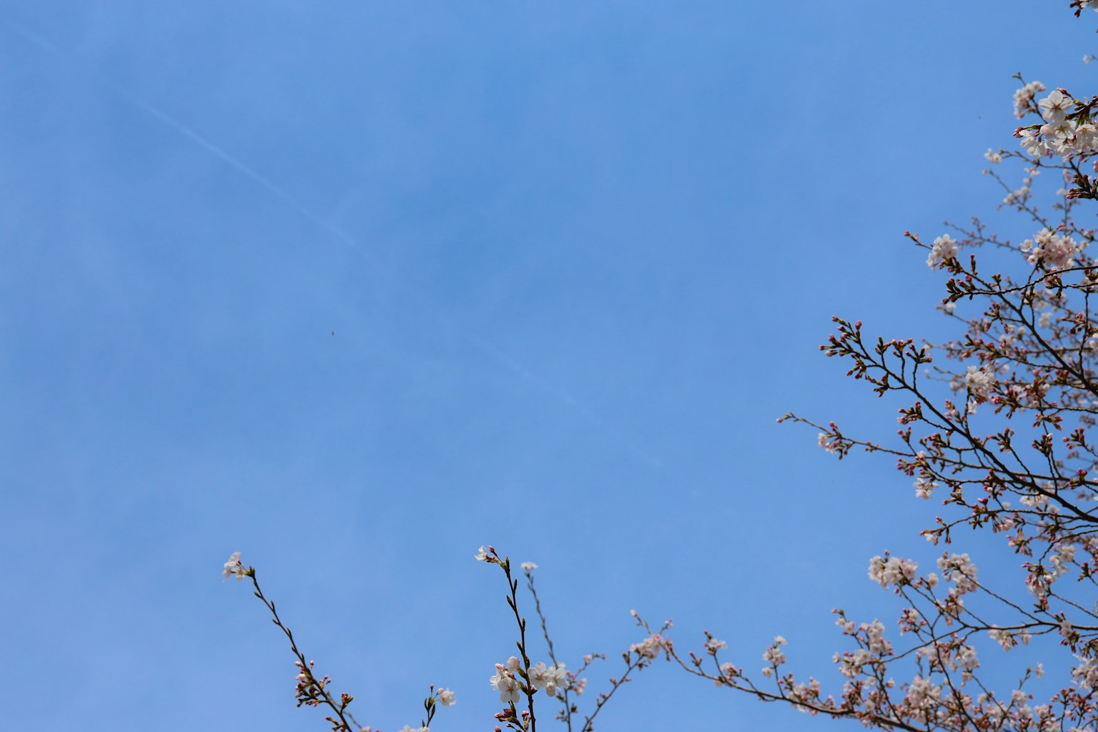 Kedekatan cabang bunga sakura di latar belakang langit biru