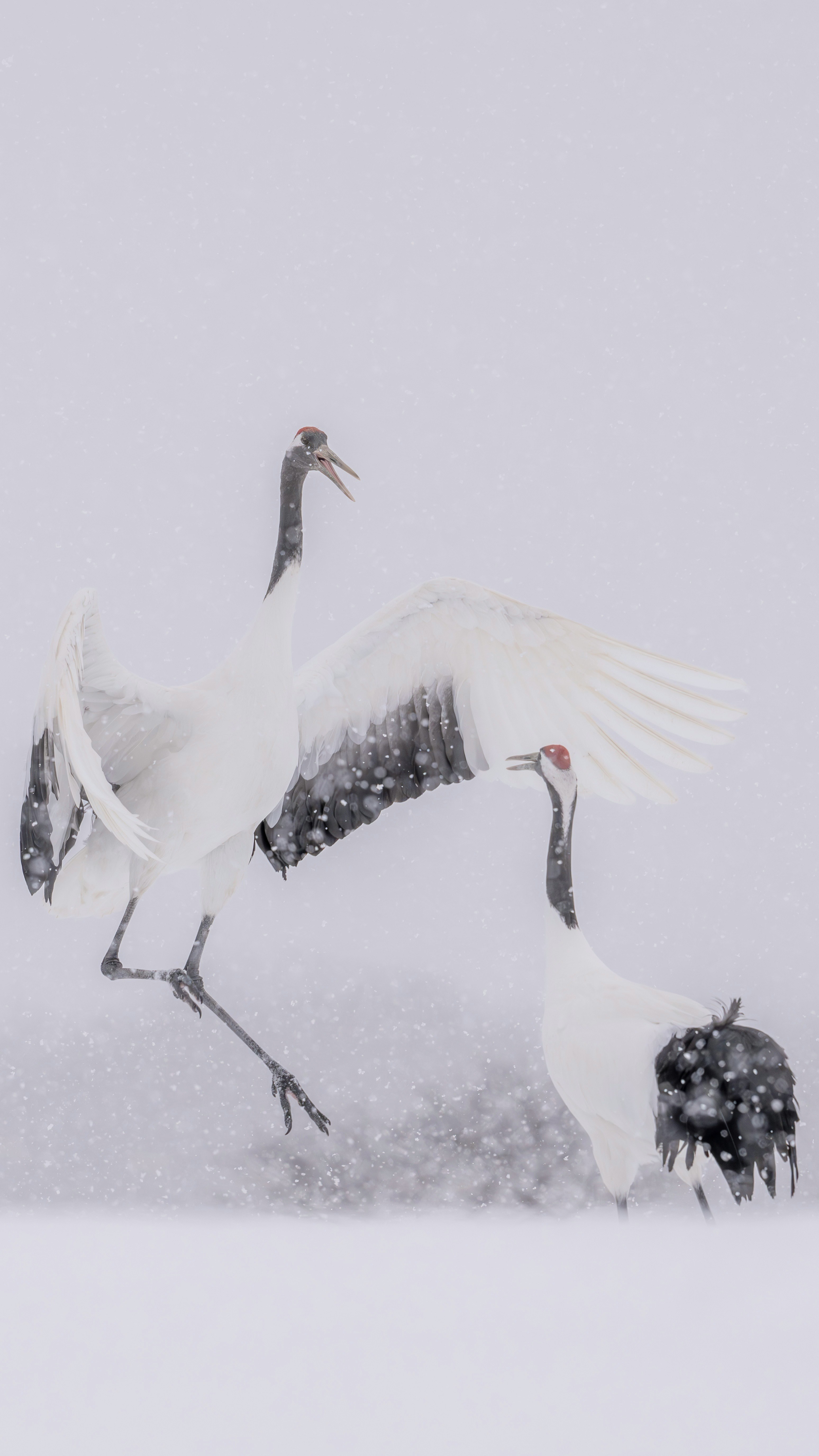a group of red-crowned cranes spreading their wings in the snow