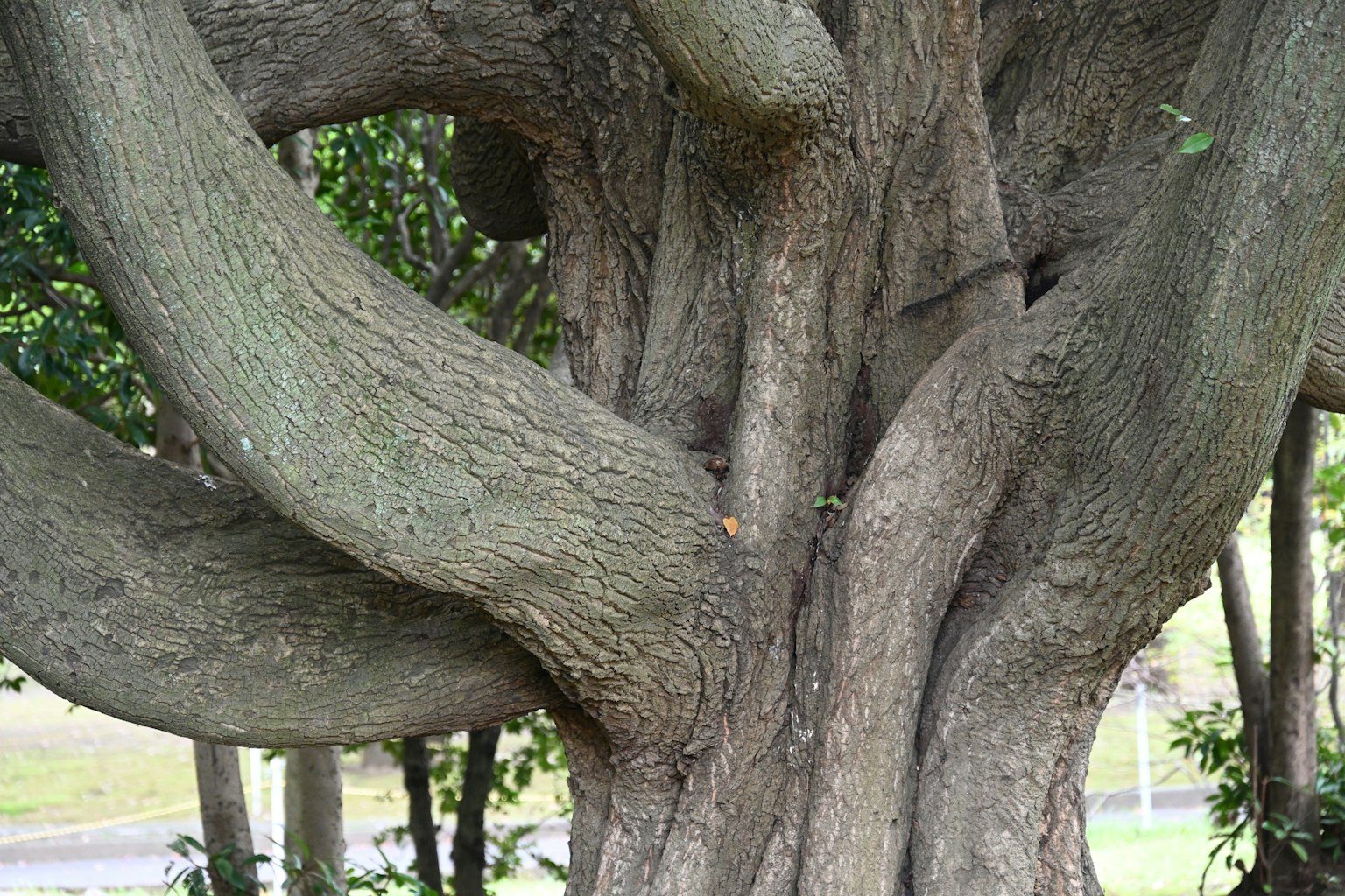 Tronc et branches d'arbre tordus et entrelacés