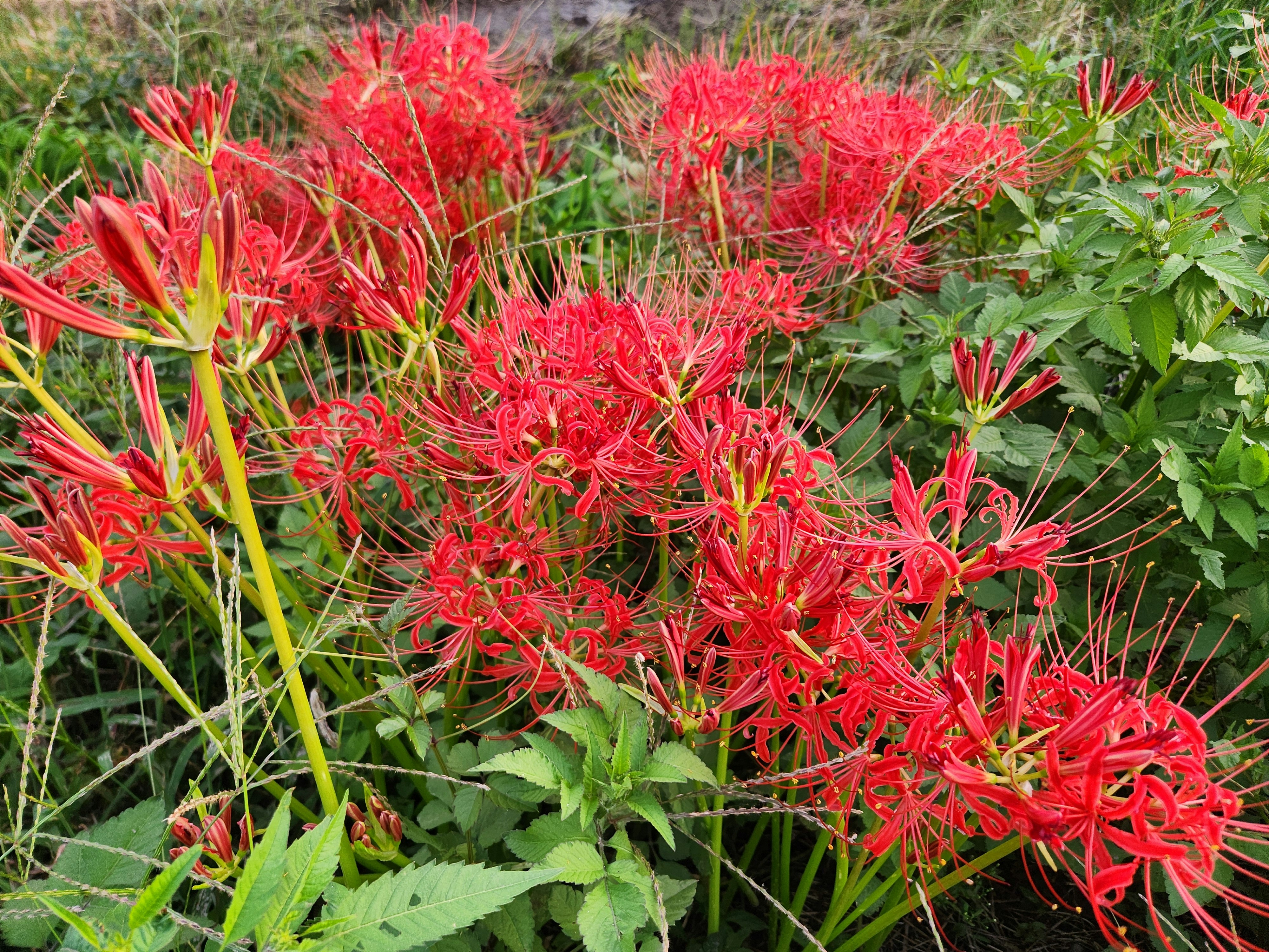 cluster of red spider-lily-like flowers in a garden bed