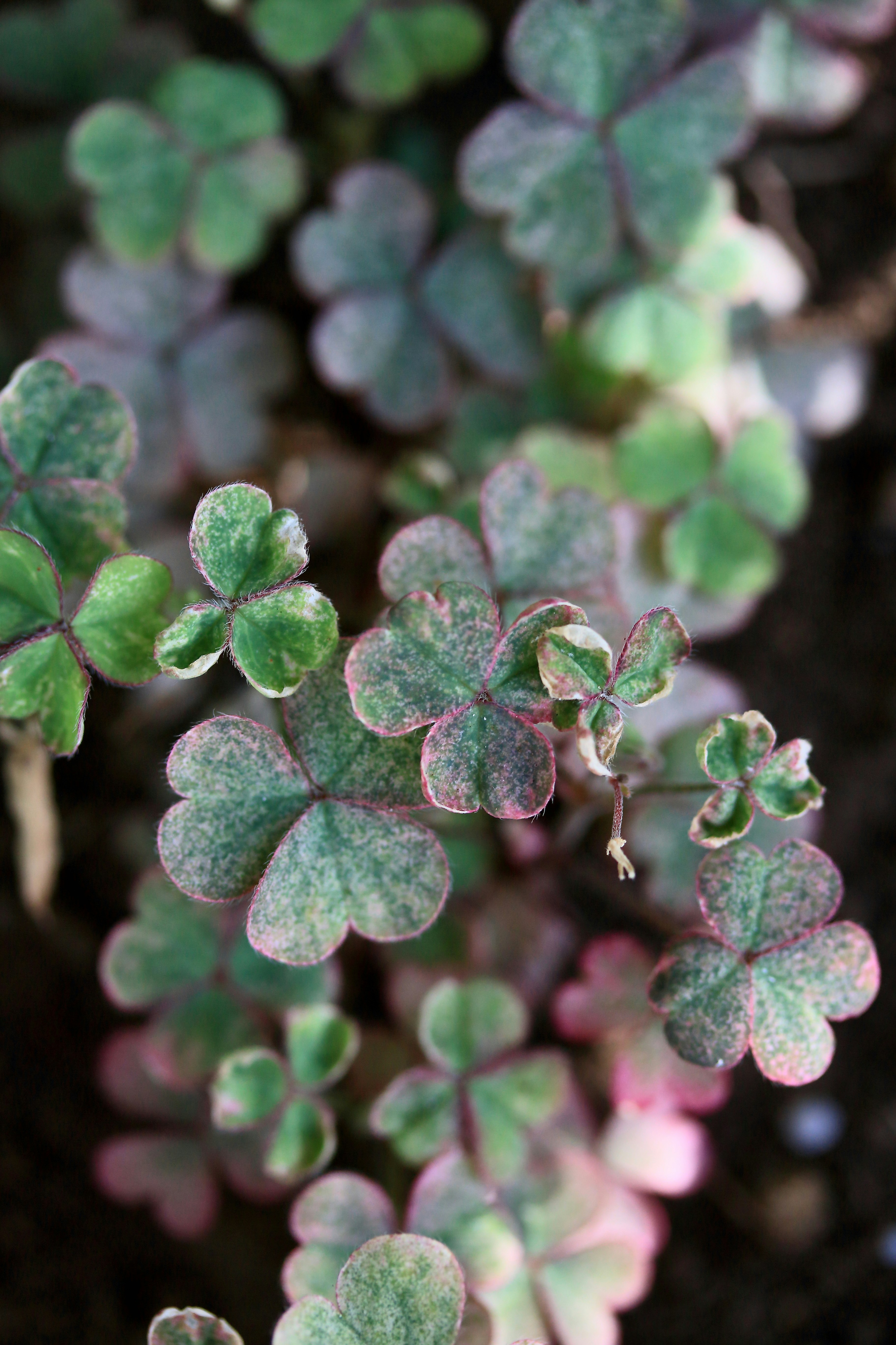 Close-up of succulent leaves