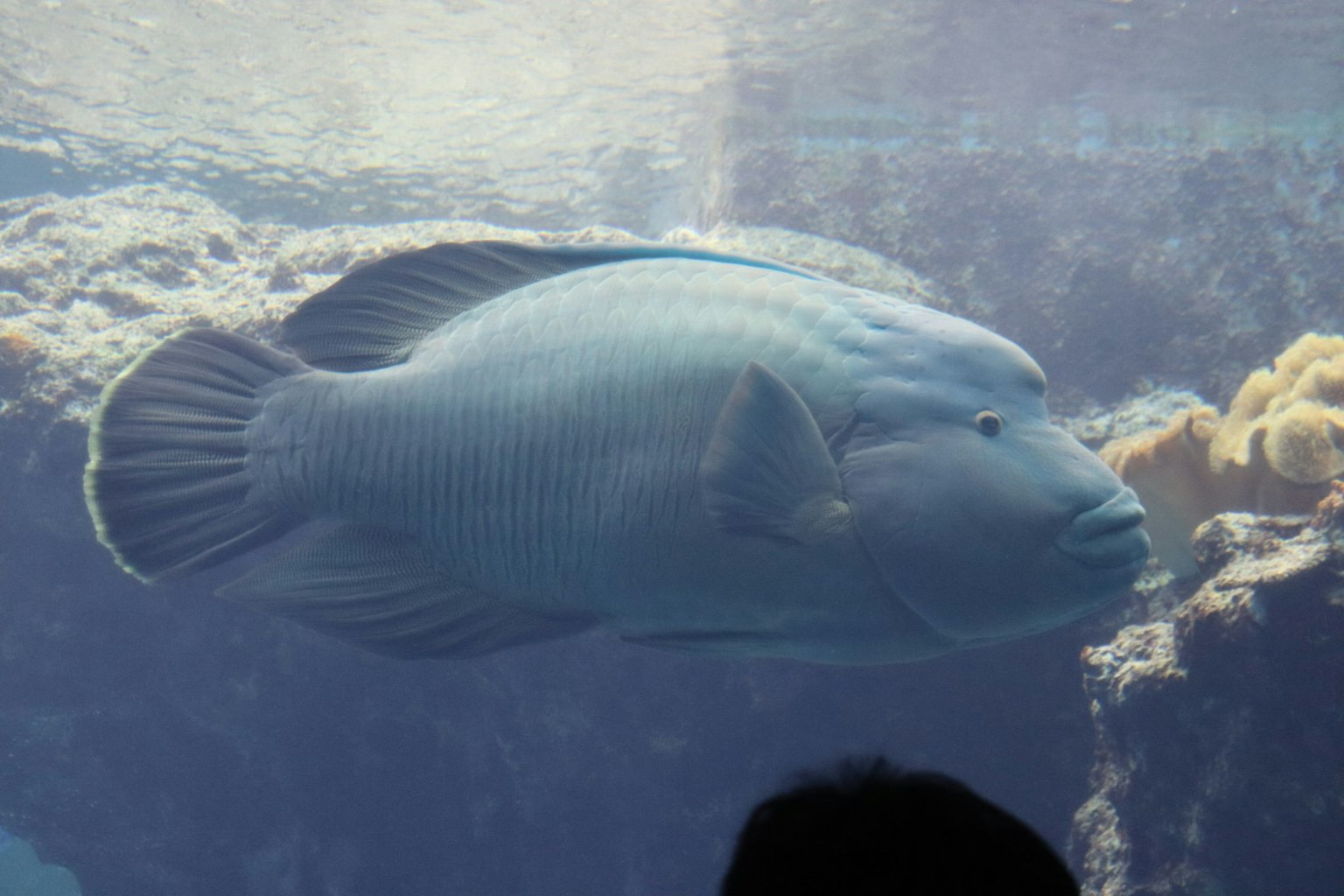 Großer Fisch schwimmt unter Wasser mit Felsen und Korallen im Hintergrund
