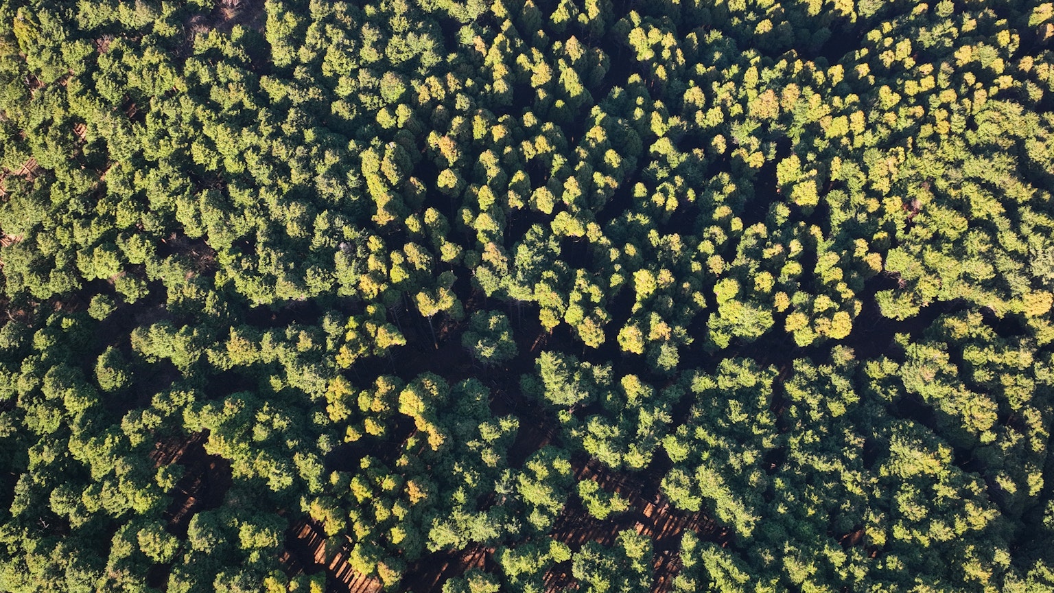 Vista aérea de un denso bosque verde