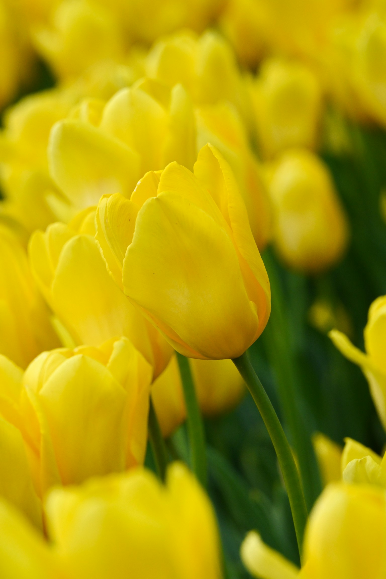 Field of vibrant yellow tulips in bloom
