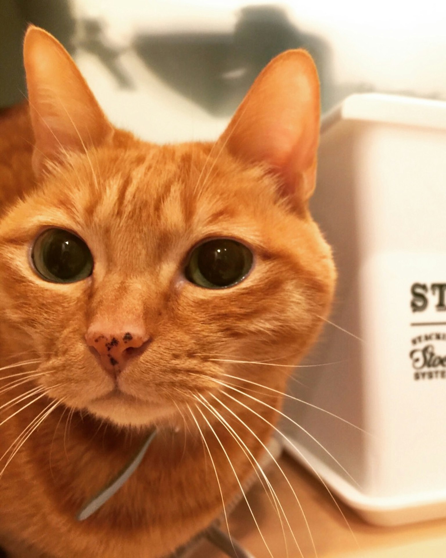 Close-up of an orange cat with large green eyes