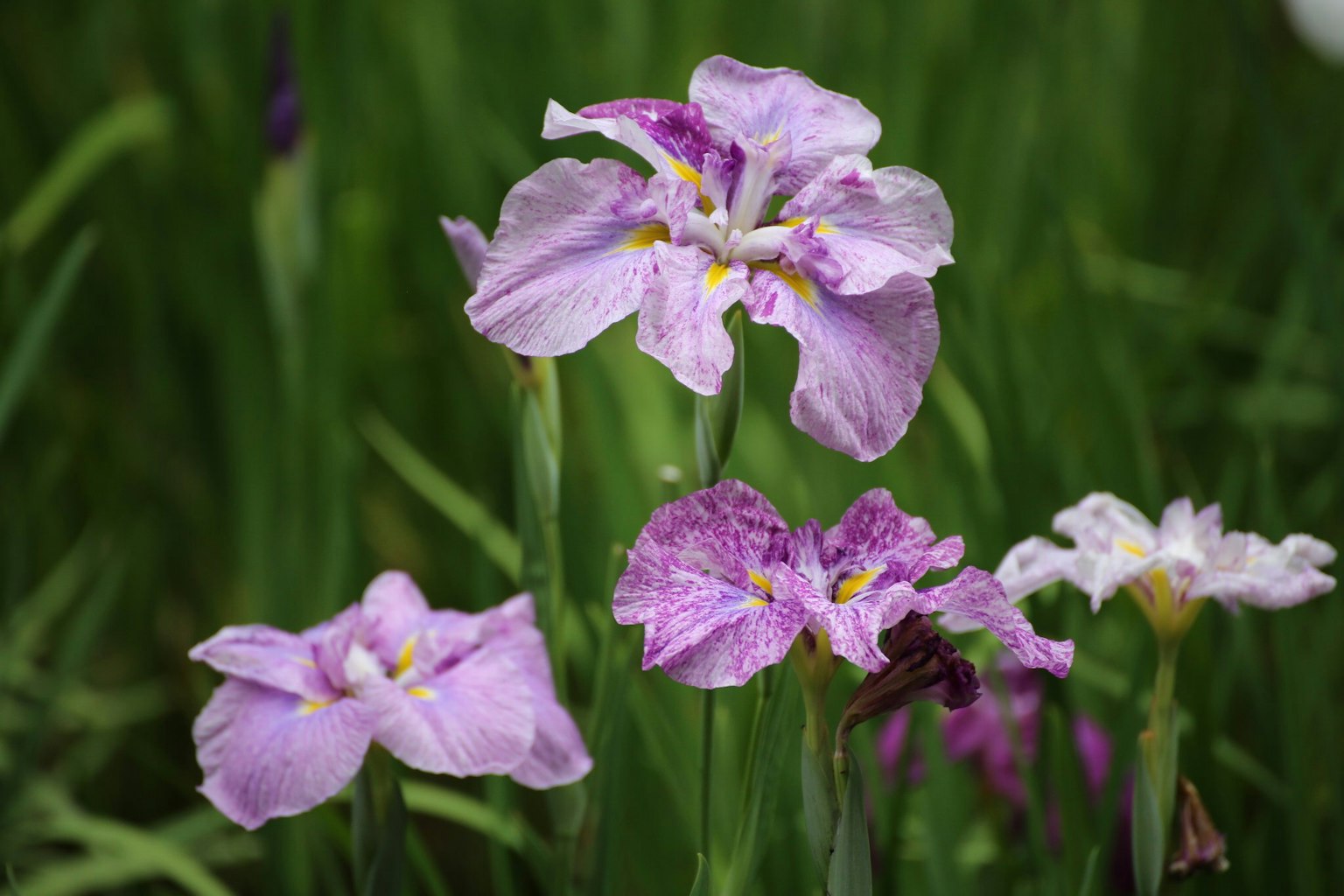 Schöne lila Blumen blühen vor grünem Hintergrund