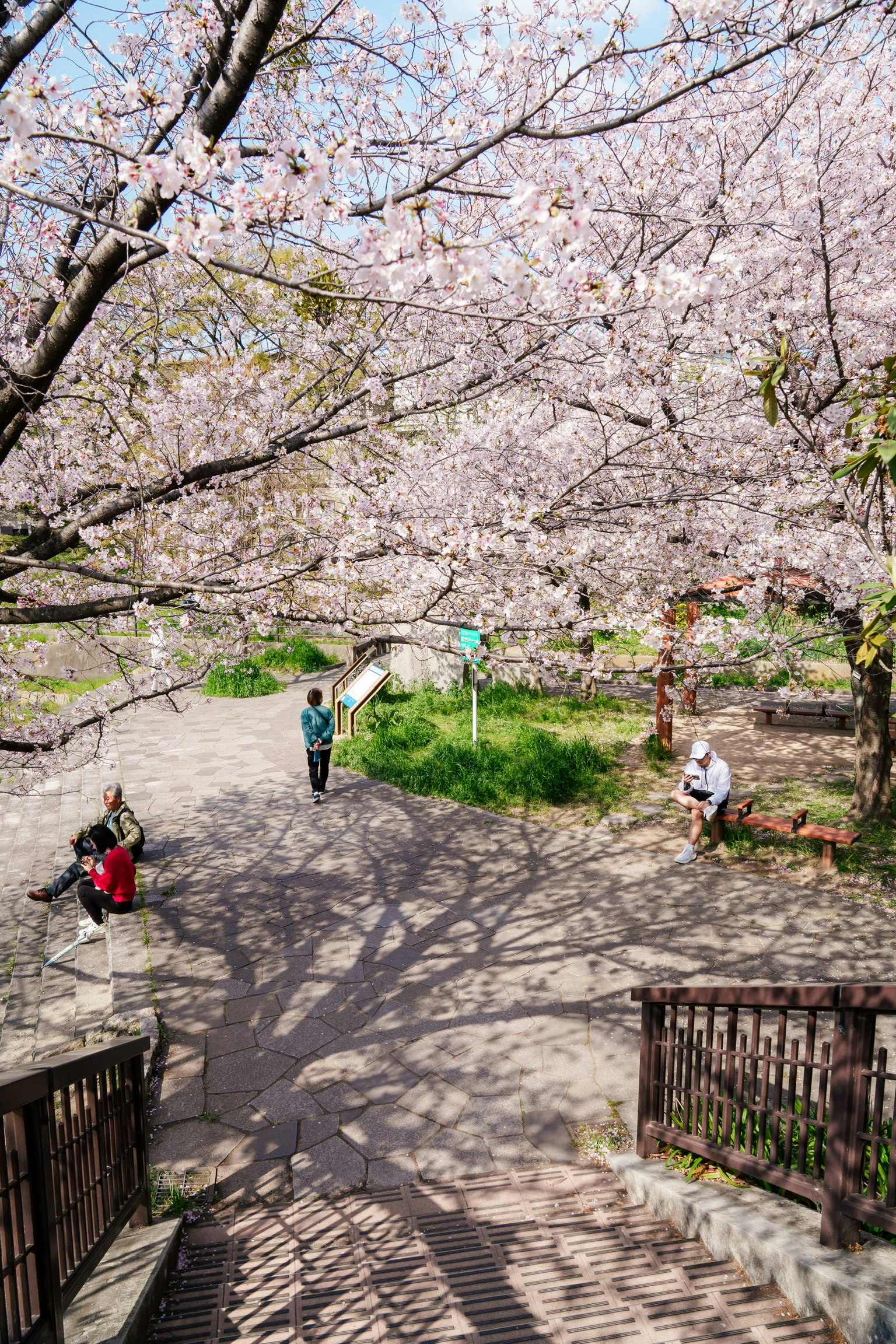 桜並木の遊歩道を歩く人々と春の庭園景観