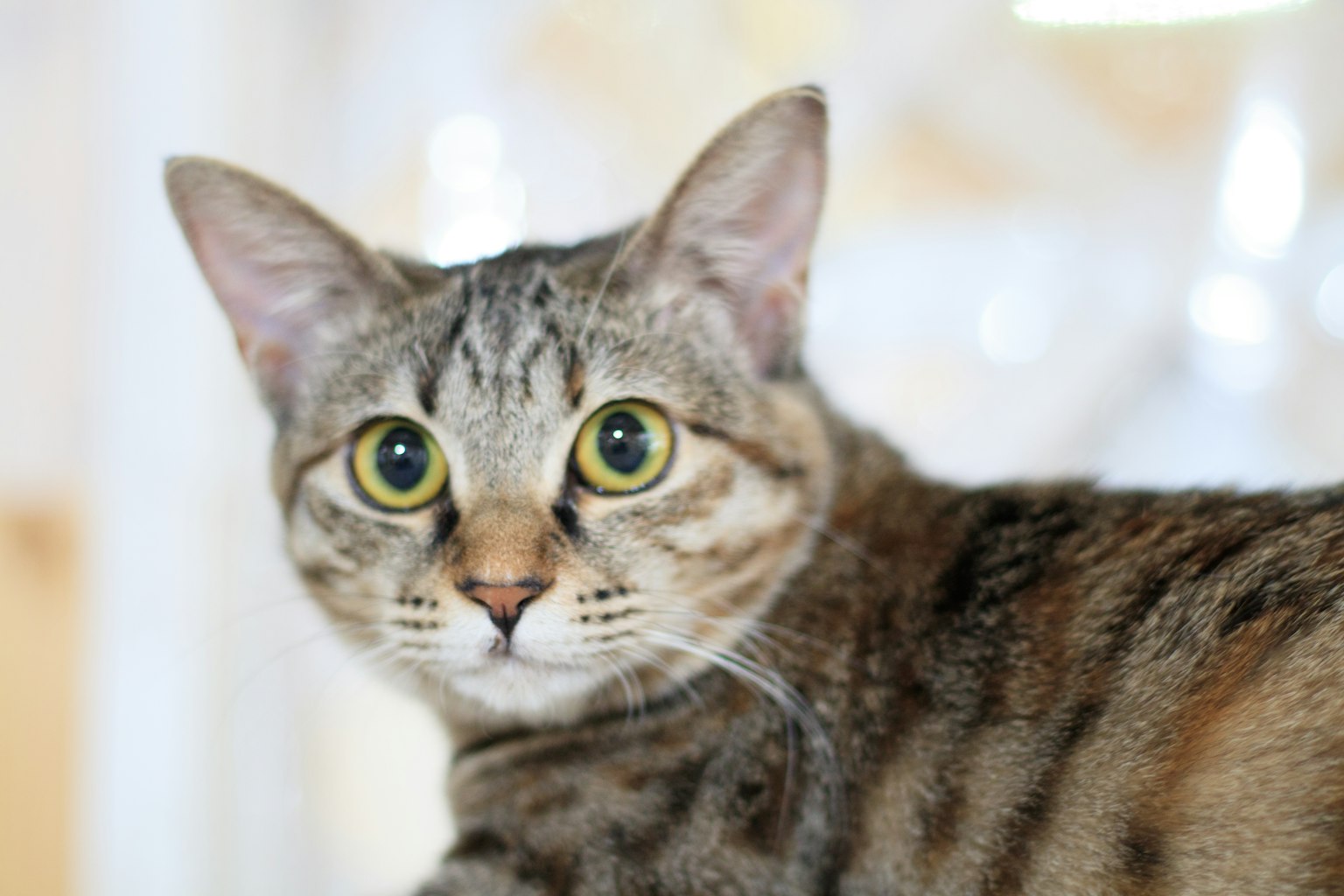 Kedekatan kucing coklat bergaris dengan mata besar yang ekspresif