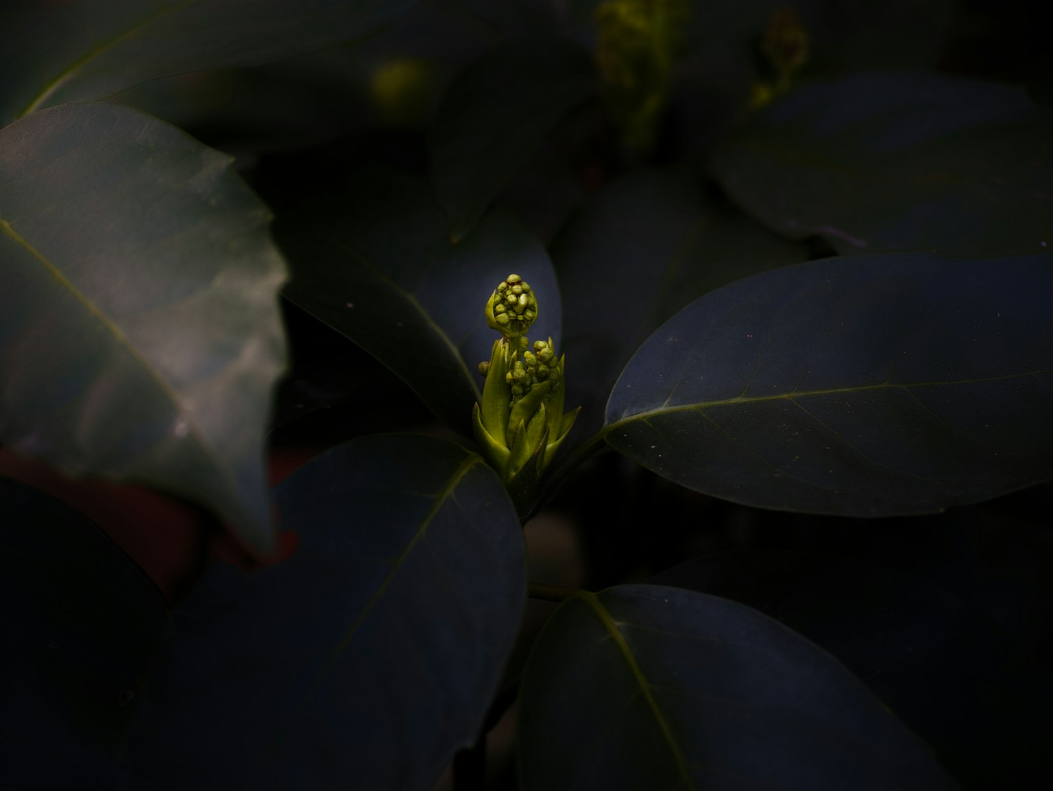 深色葉子上新芽的特寫