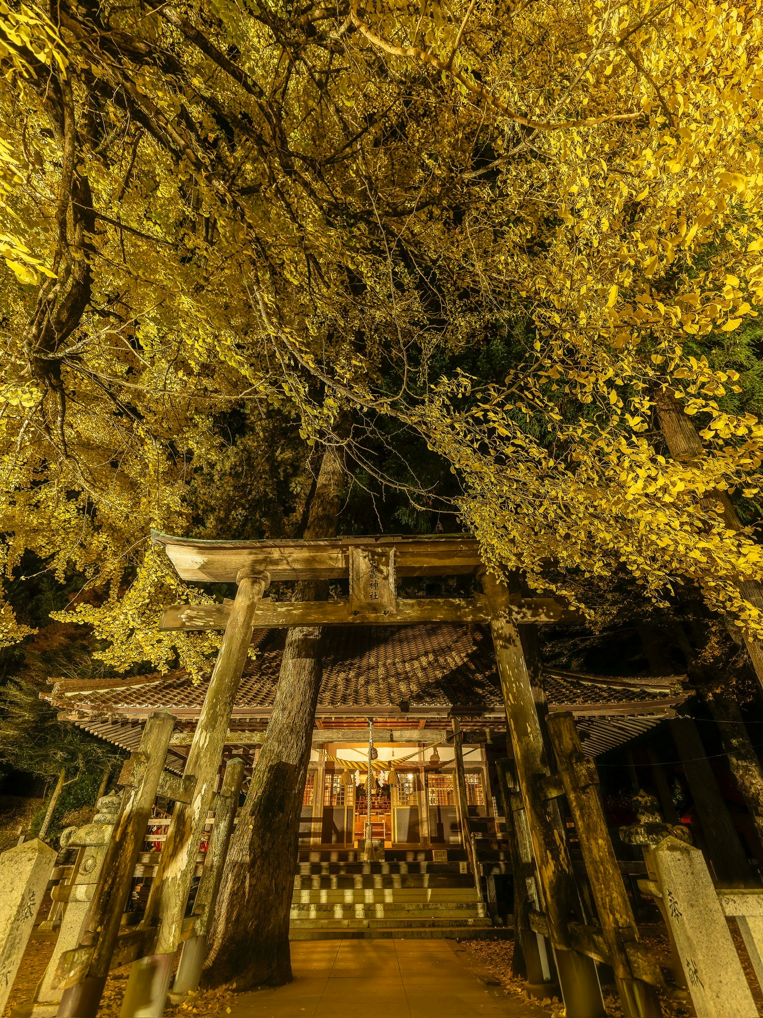 秋の夜に照らされた神社の鳥居と黄色い葉の木々
