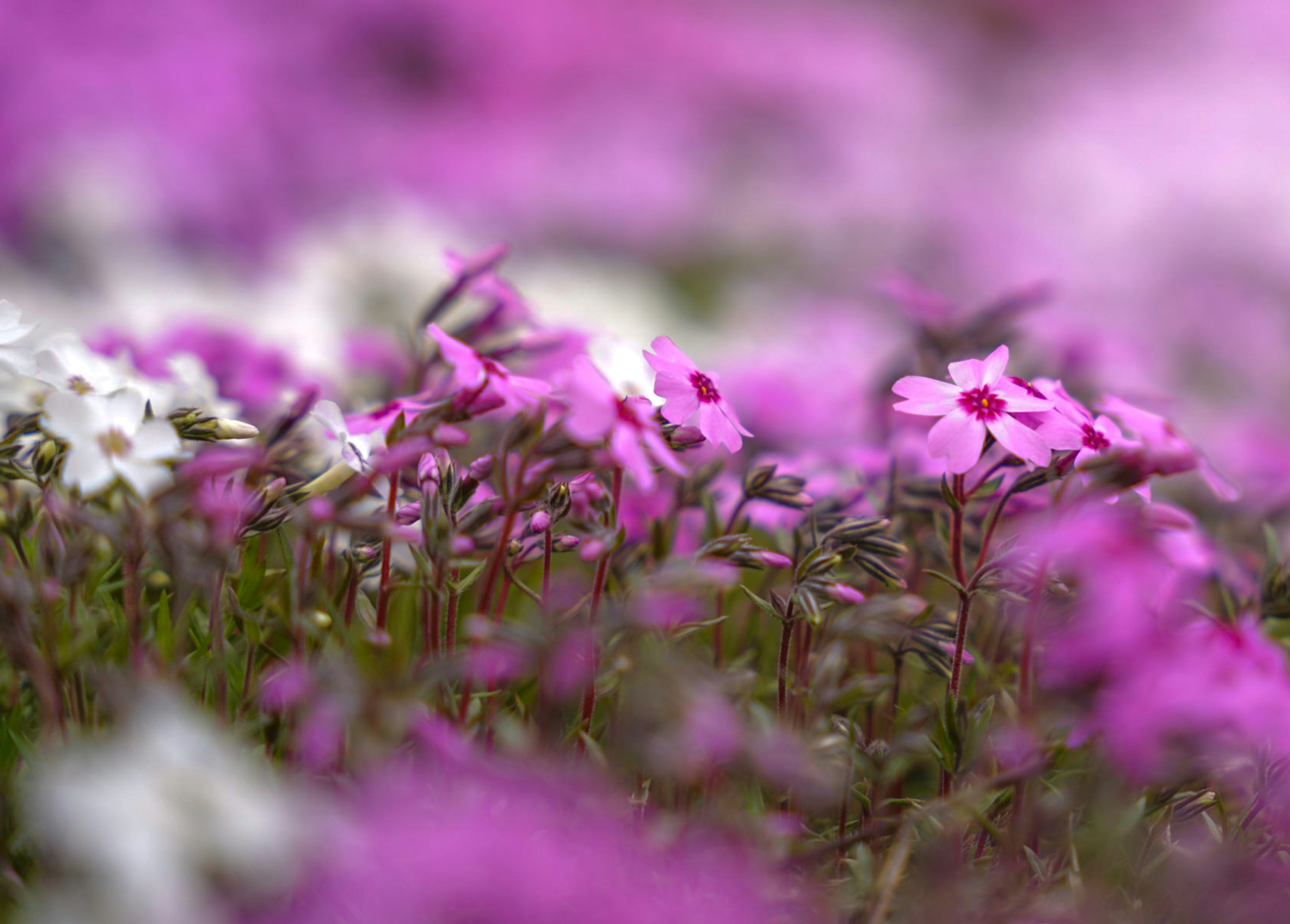 芝桜のピンクの花が咲く春の花畑