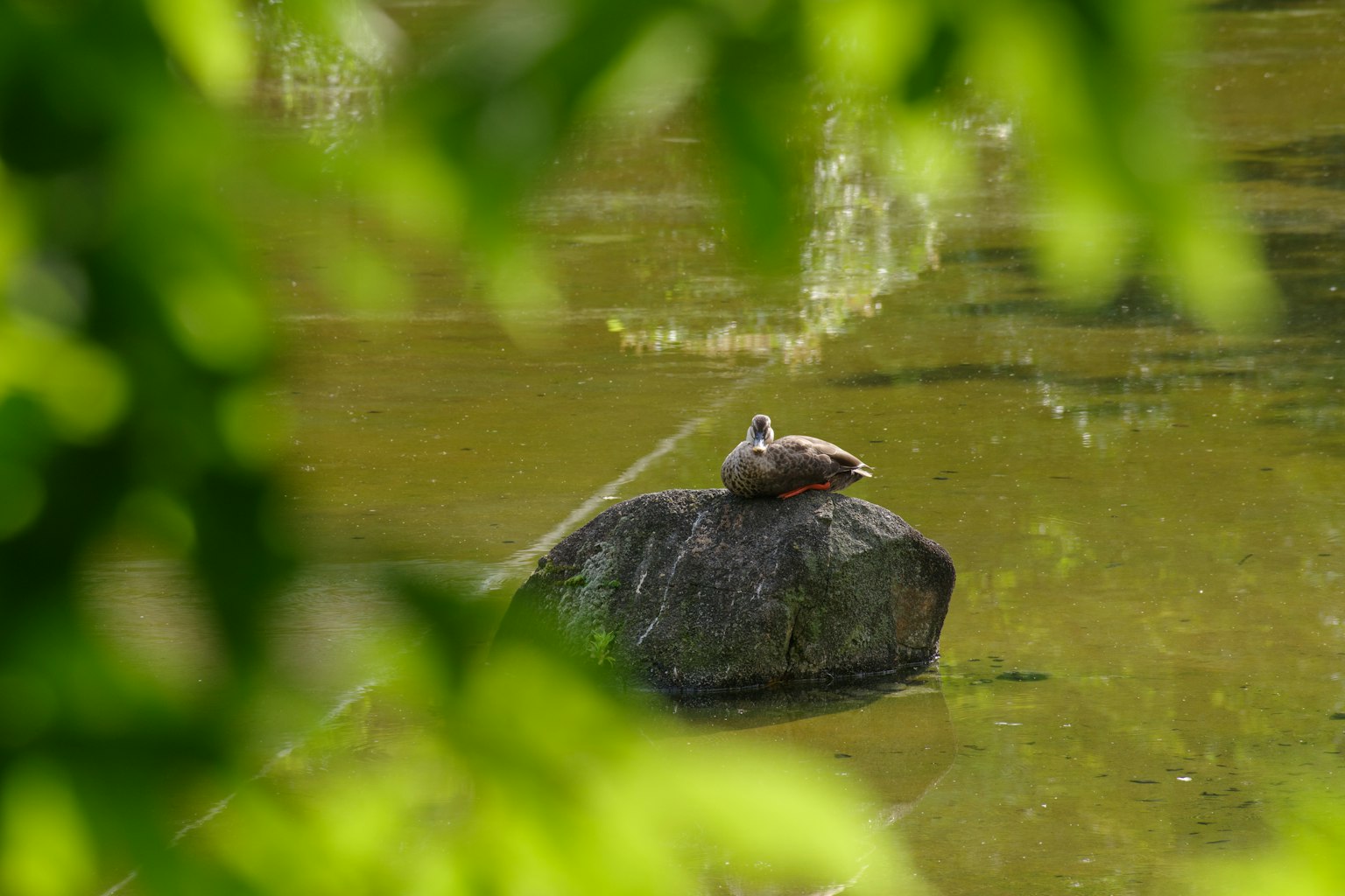 Un canard se prélassant sur un rocher dans un étang entouré de feuilles vertes