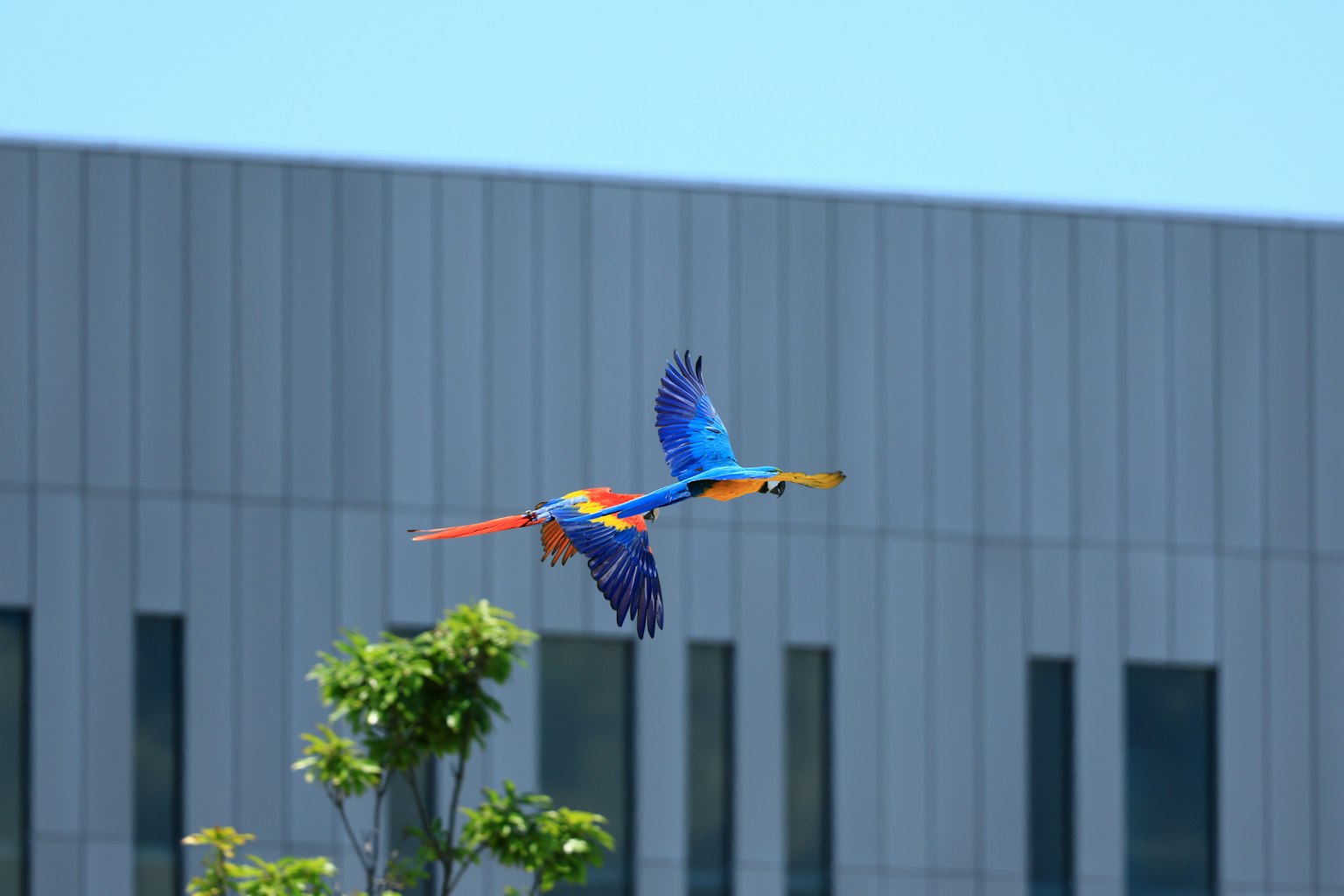 Burung beo berwarna-warni terbang di depan gedung modern