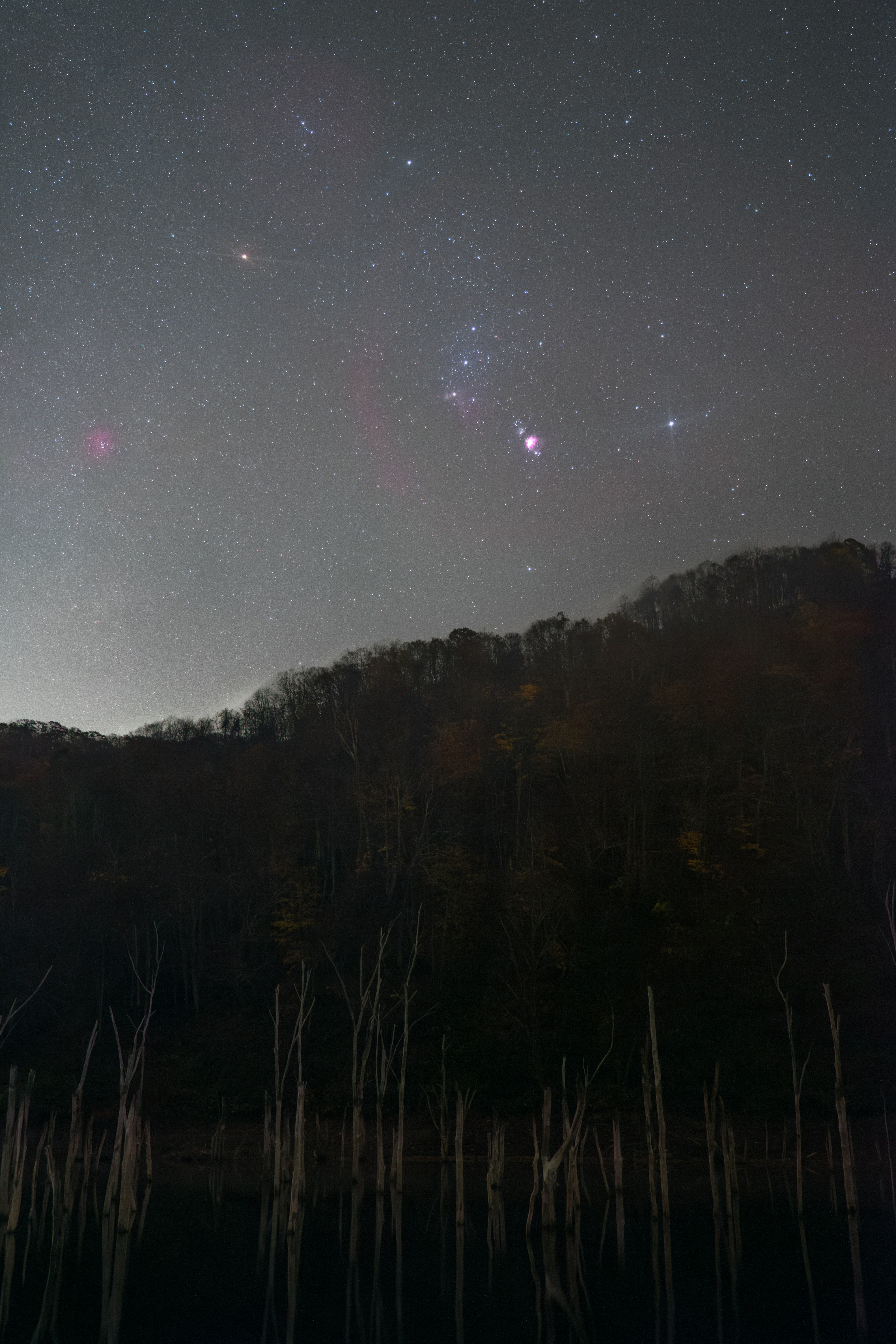 繁星夜空下的森林剪影
