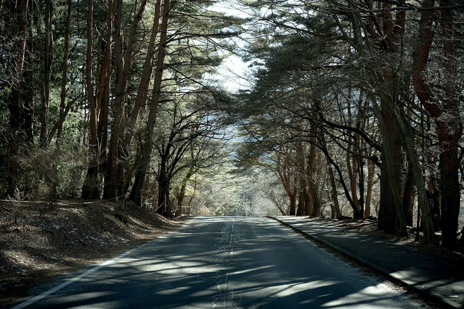 被树木环绕的宁静道路