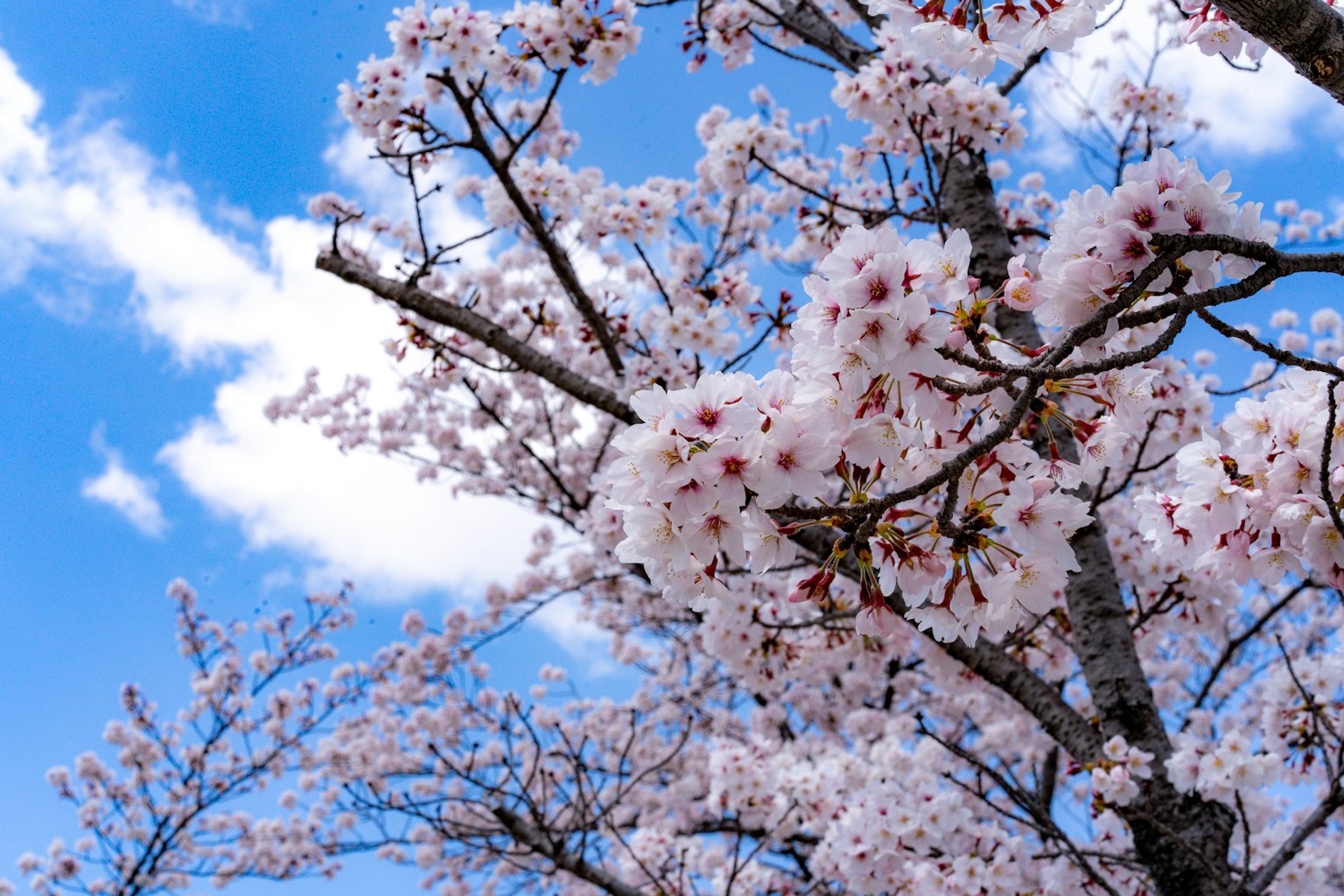 Kedekatan bunga sakura yang mekar di bawah langit biru