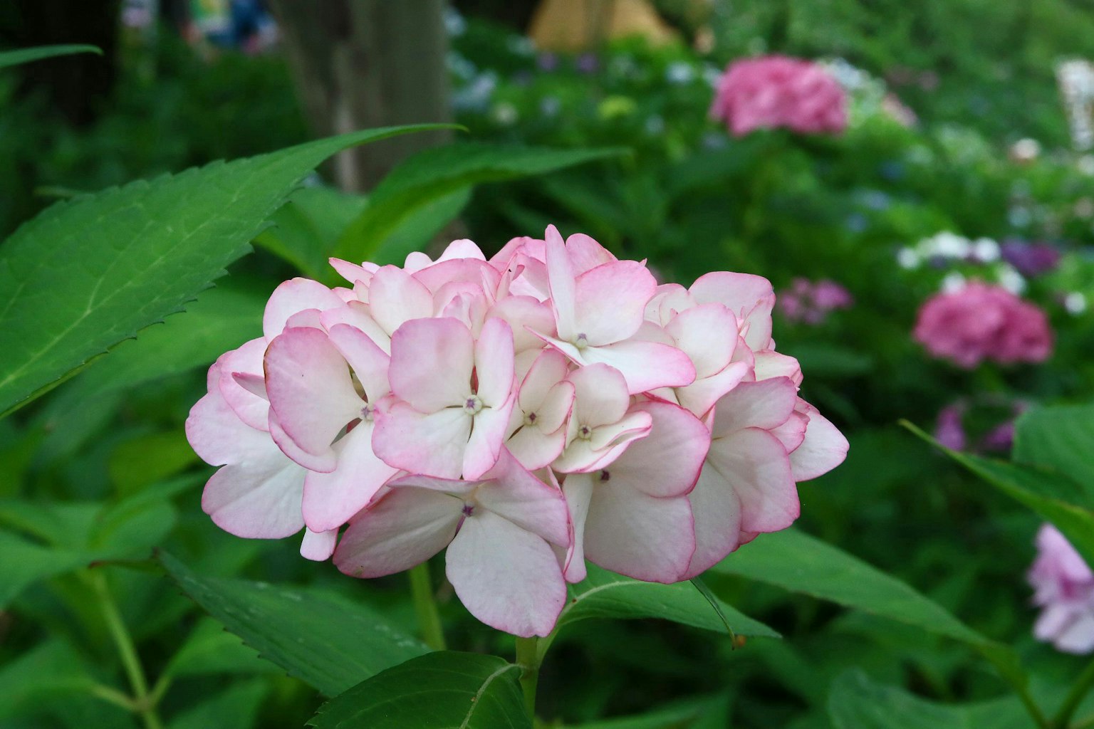 Un groupe de fleurs roses pâles entourées de feuilles vertes