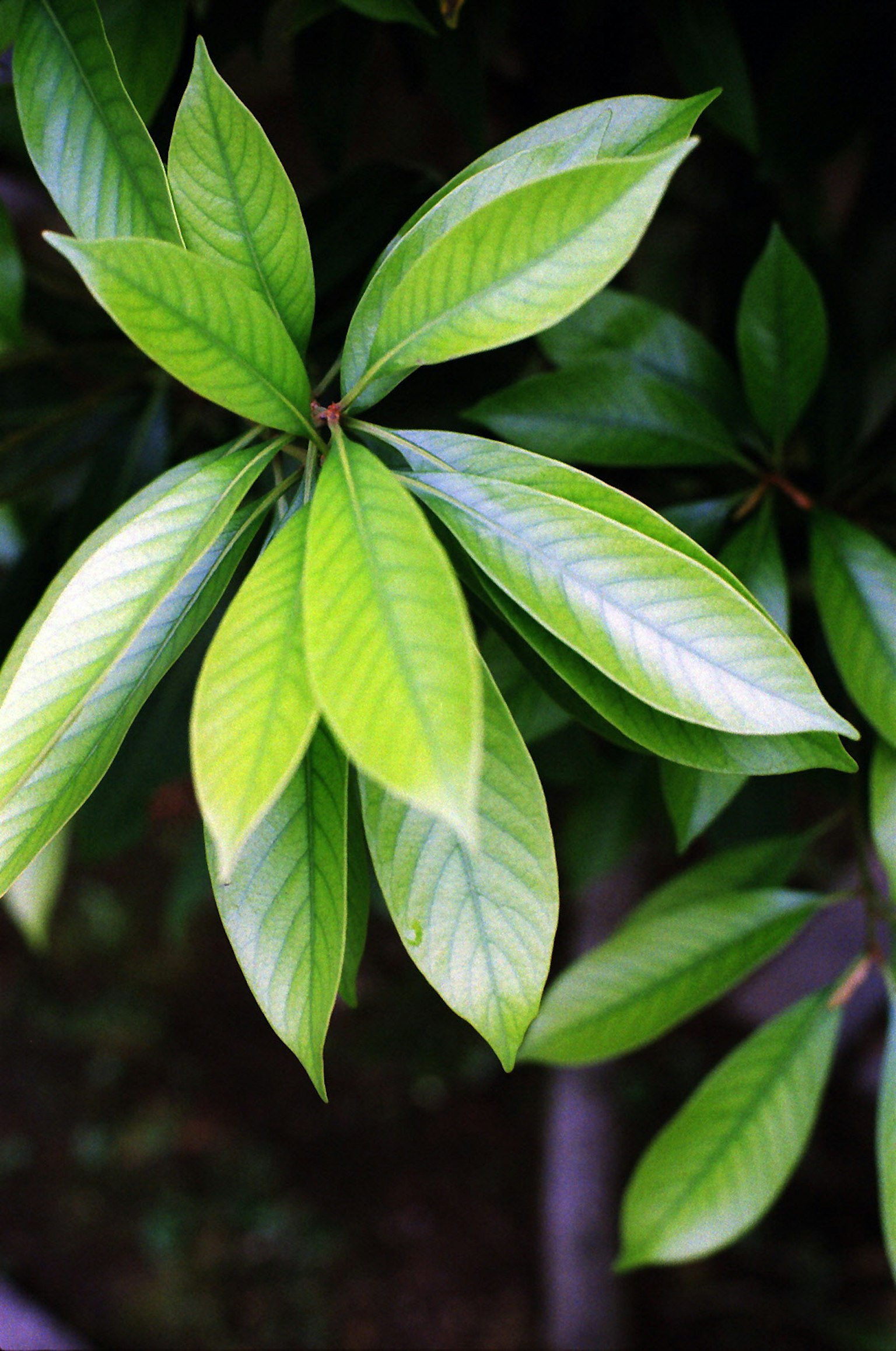 Primo piano di foglie verdi lussureggianti con una consistenza lucida