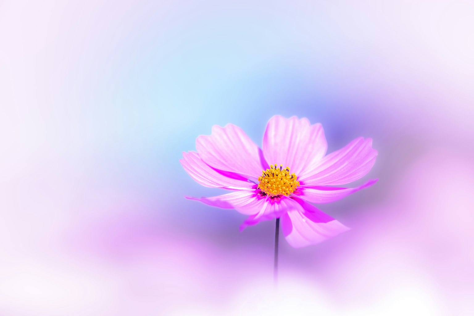 Cận cảnh hoa hồng trên nền màu mềm mại