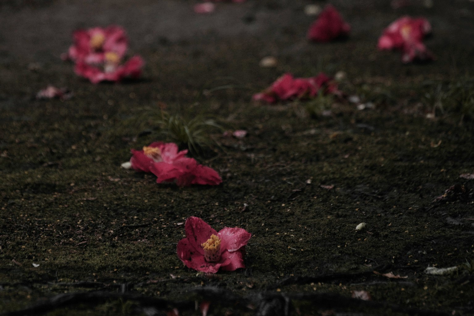 Petali di fiori rosa sparsi su un terreno muschioso