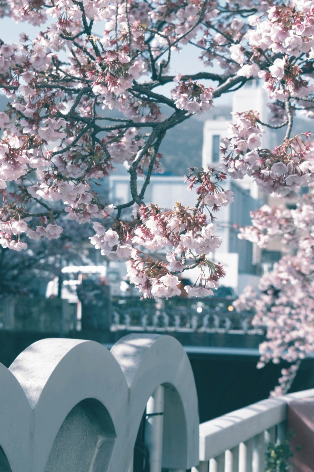 熱海の桜並木と海沿いの遊歩道の景色