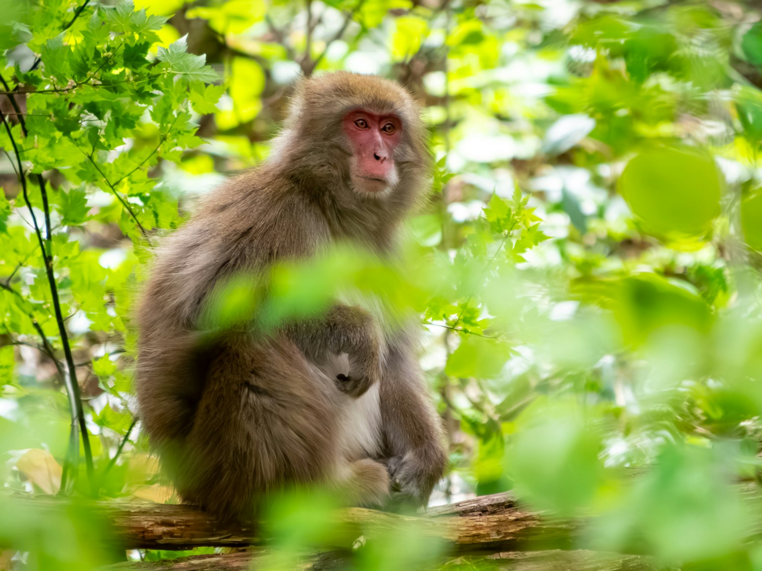 Mère singe avec bébé assise parmi les feuilles vertes