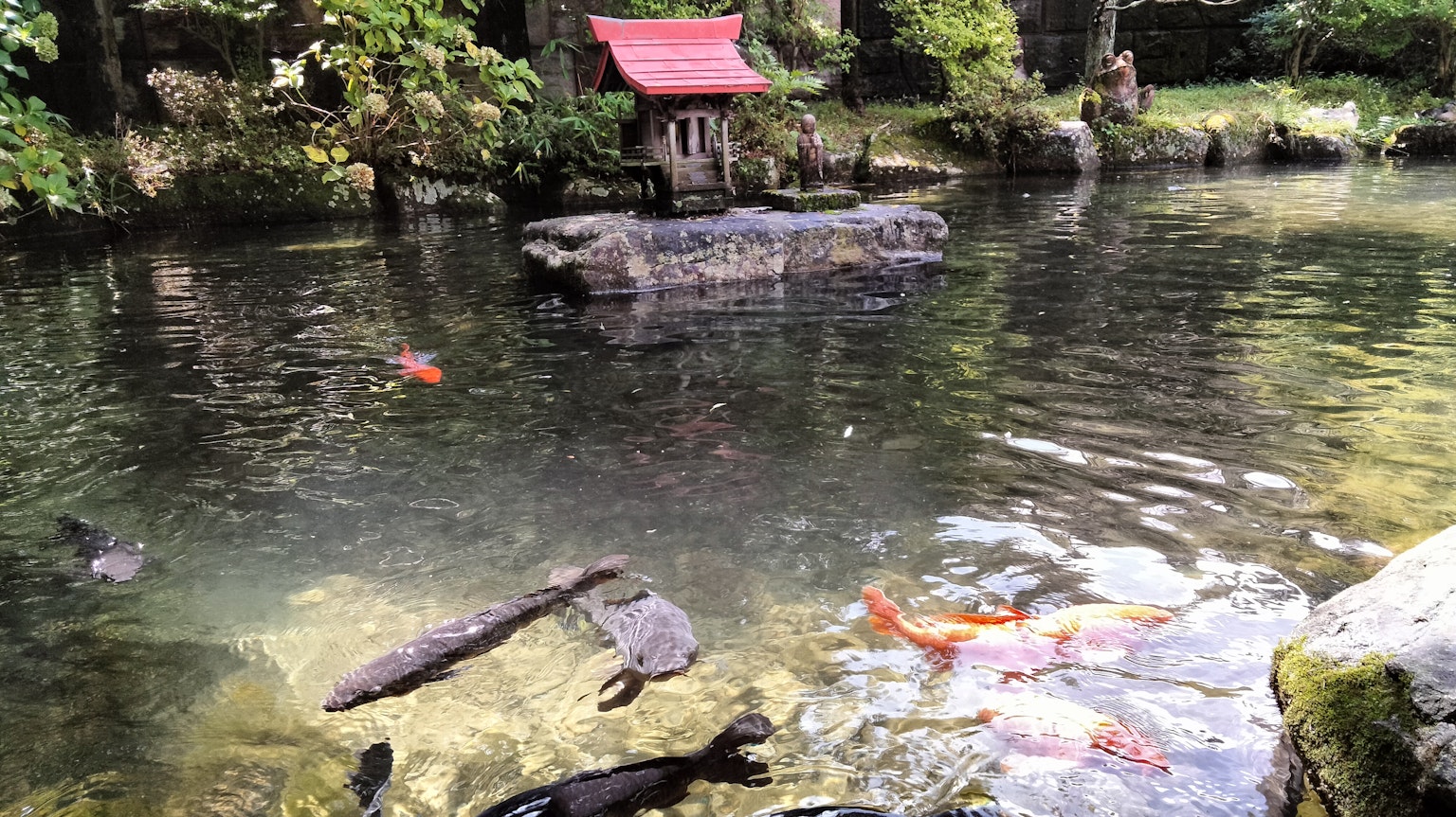 A serene pond with koi and turtles swimming Red-roofed structure surrounded by lush greenery