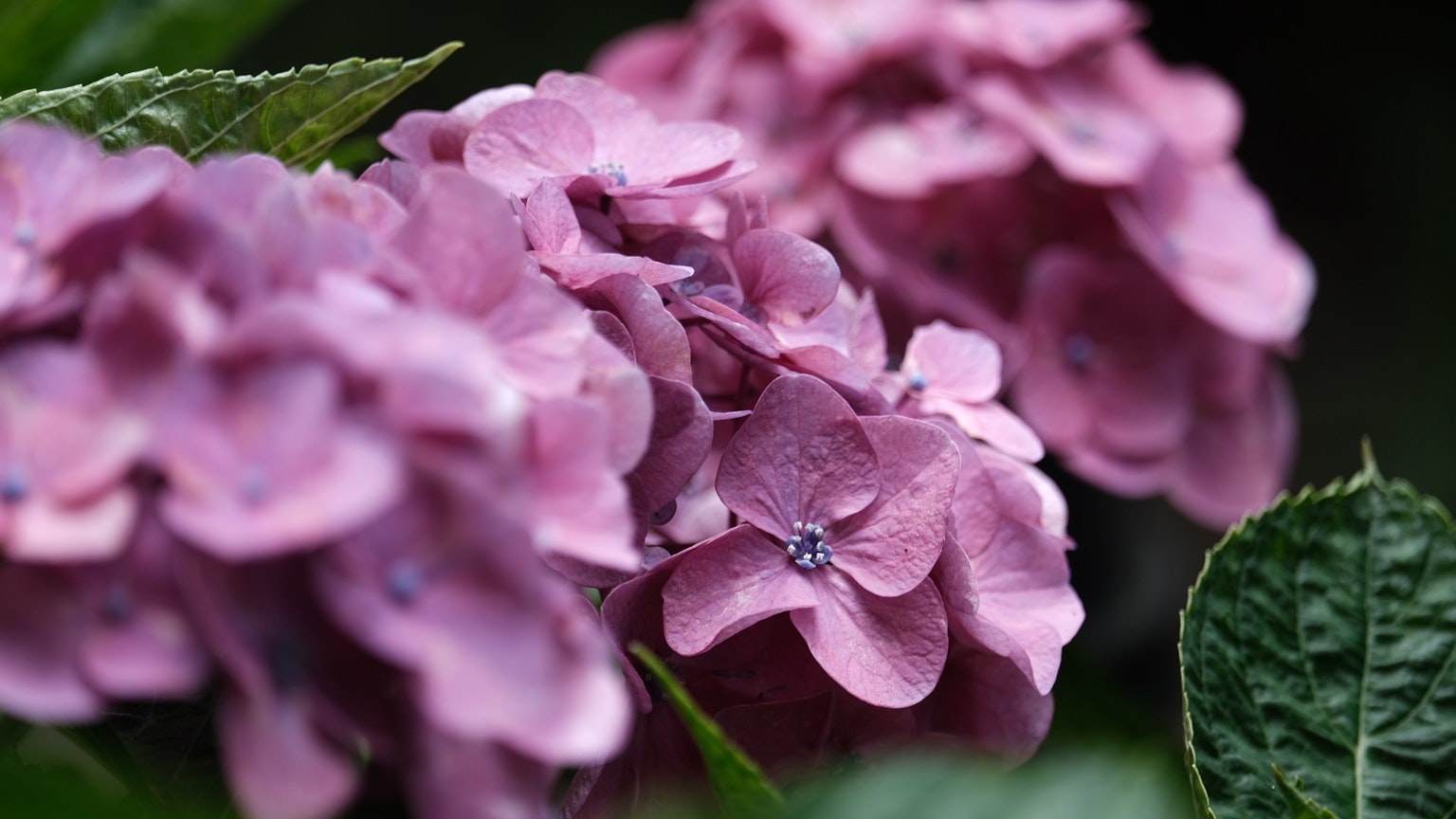 Gros plan de fleurs d'hortensia violettes en fleurs