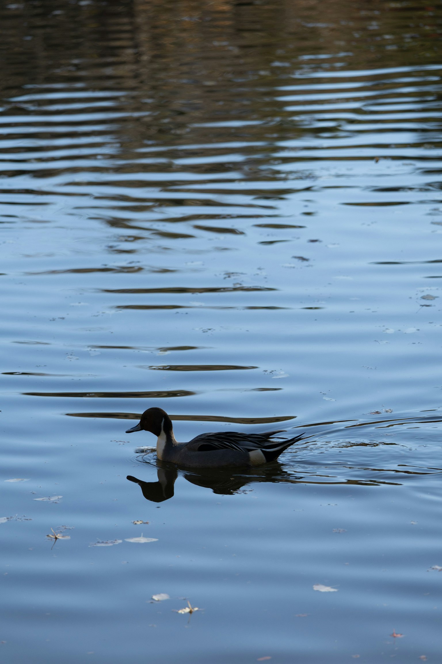 Silhouette of a black duck swimming on a calm water surface