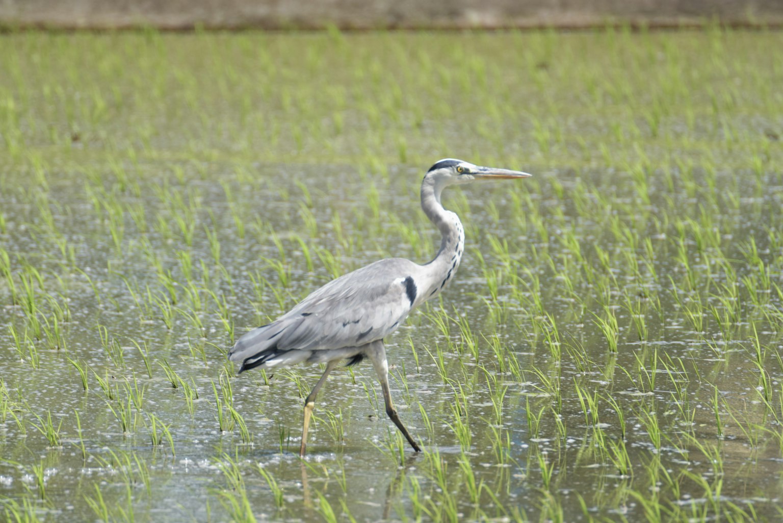 Gray heron walking in rice field