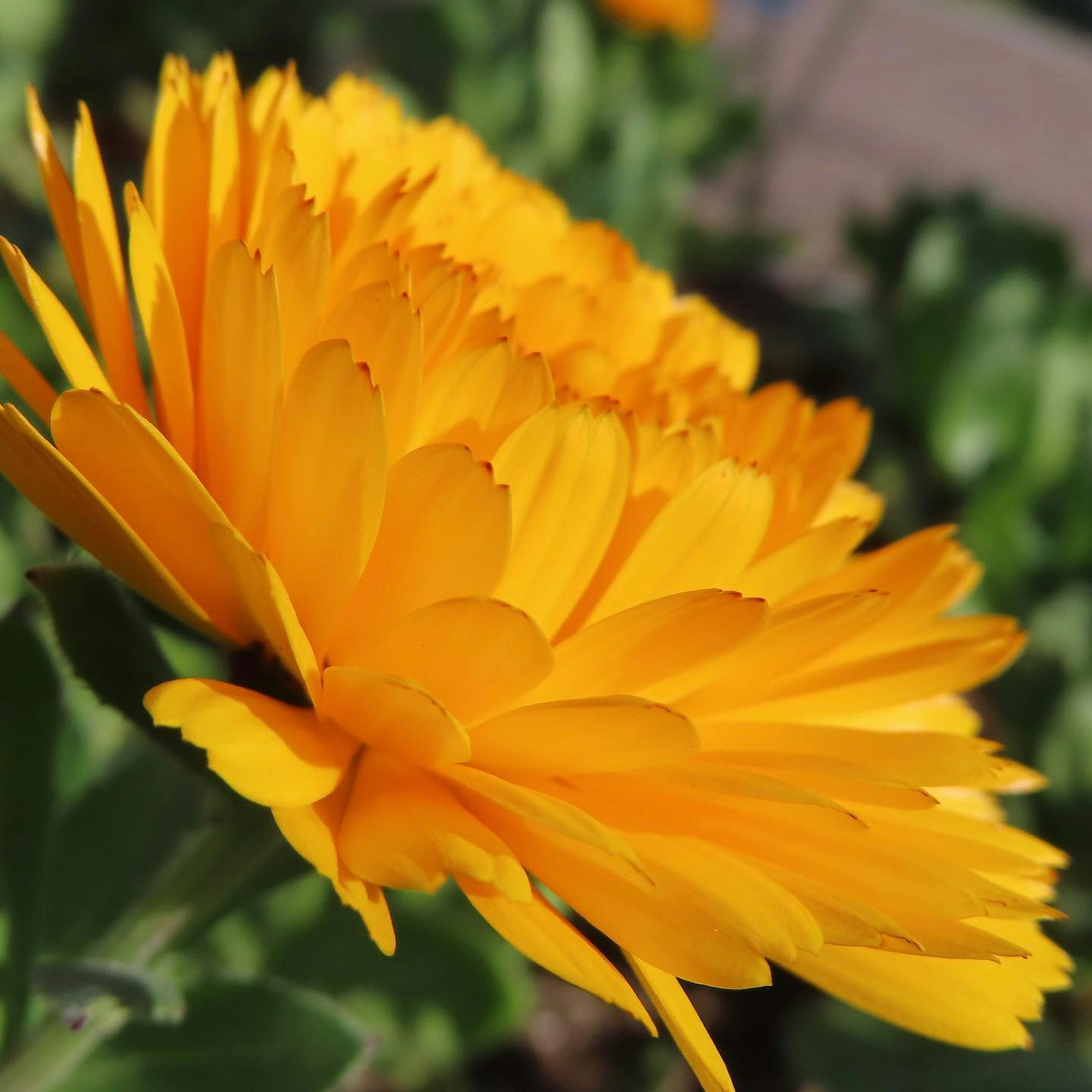 Fleur de calendula avec des pétales orange vif