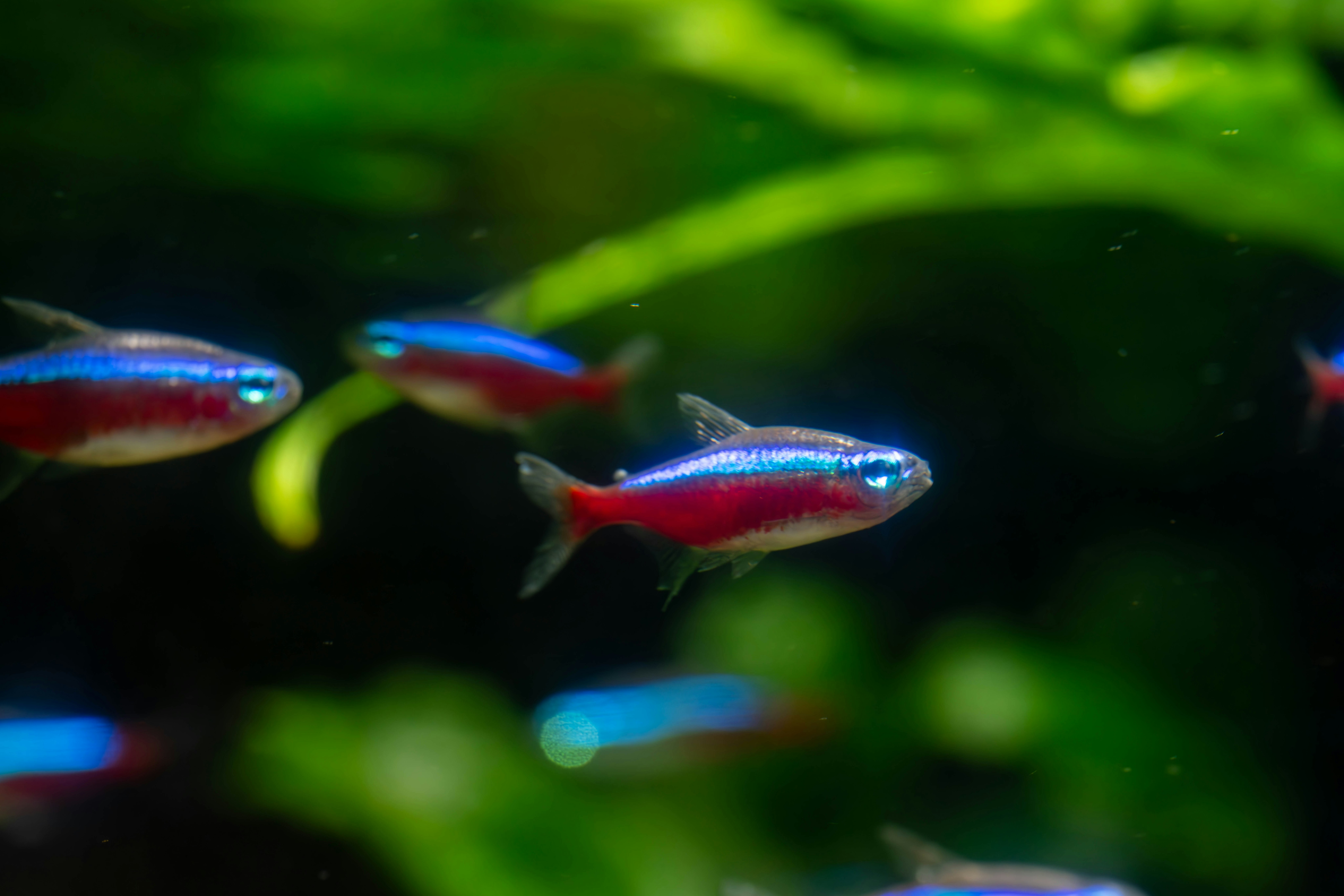 small tropical fish swimming among green aquatic plants