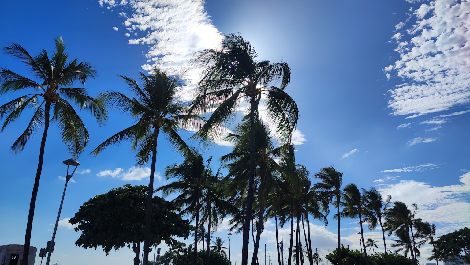 Un hermoso paisaje de palmeras meciéndose bajo un cielo azul con nubes