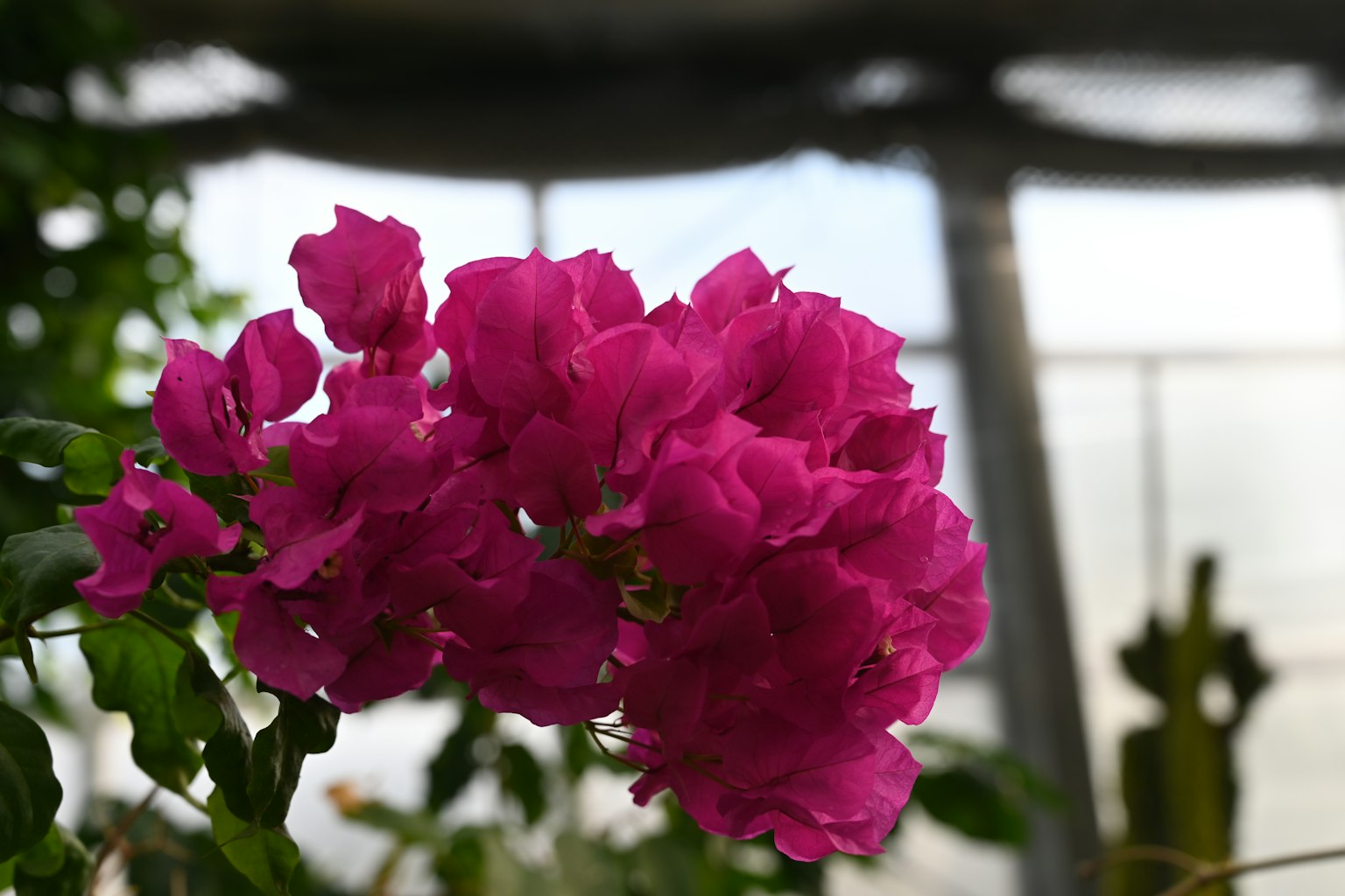 Fiori di bougainvillea rosa vivaci circondati da foglie verdi
