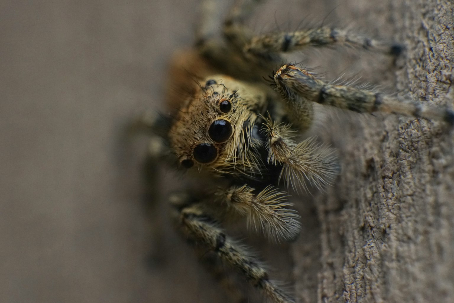Imagen en primer plano de una araña que muestra su cuerpo peludo y grandes ojos