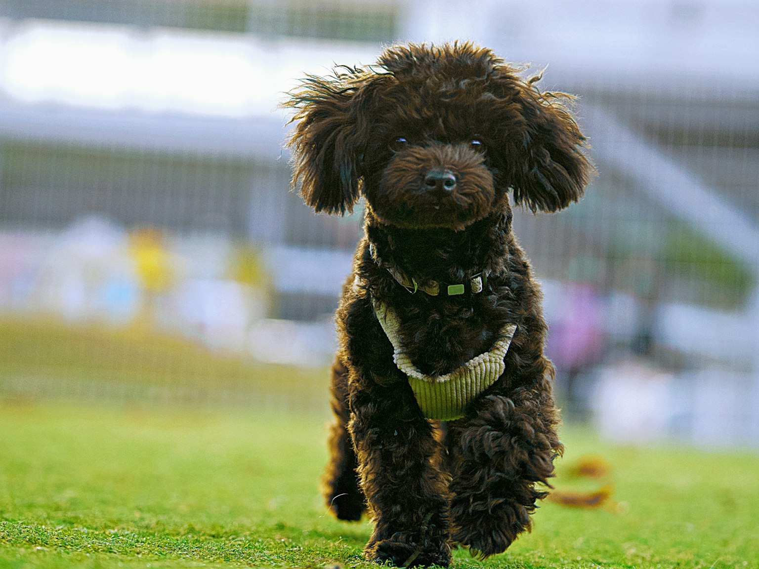 茶色の犬が芝生の上を走っている
