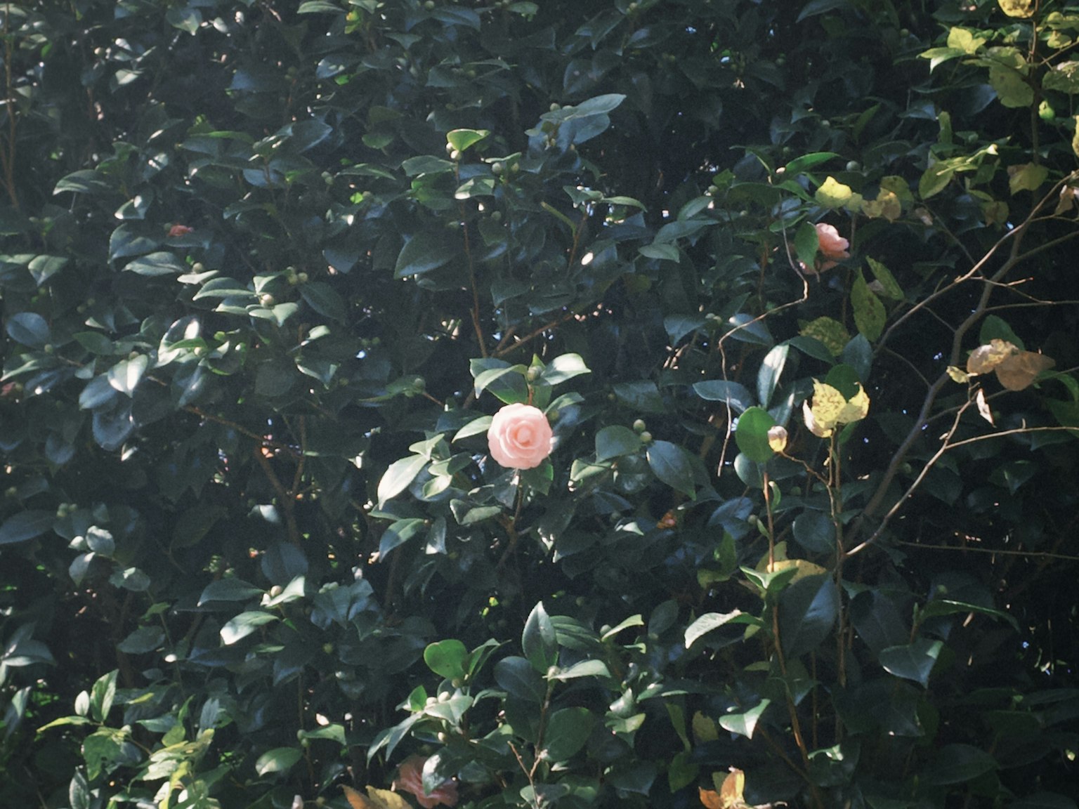 Una flor rosa pálido rodeada de hojas verdes
