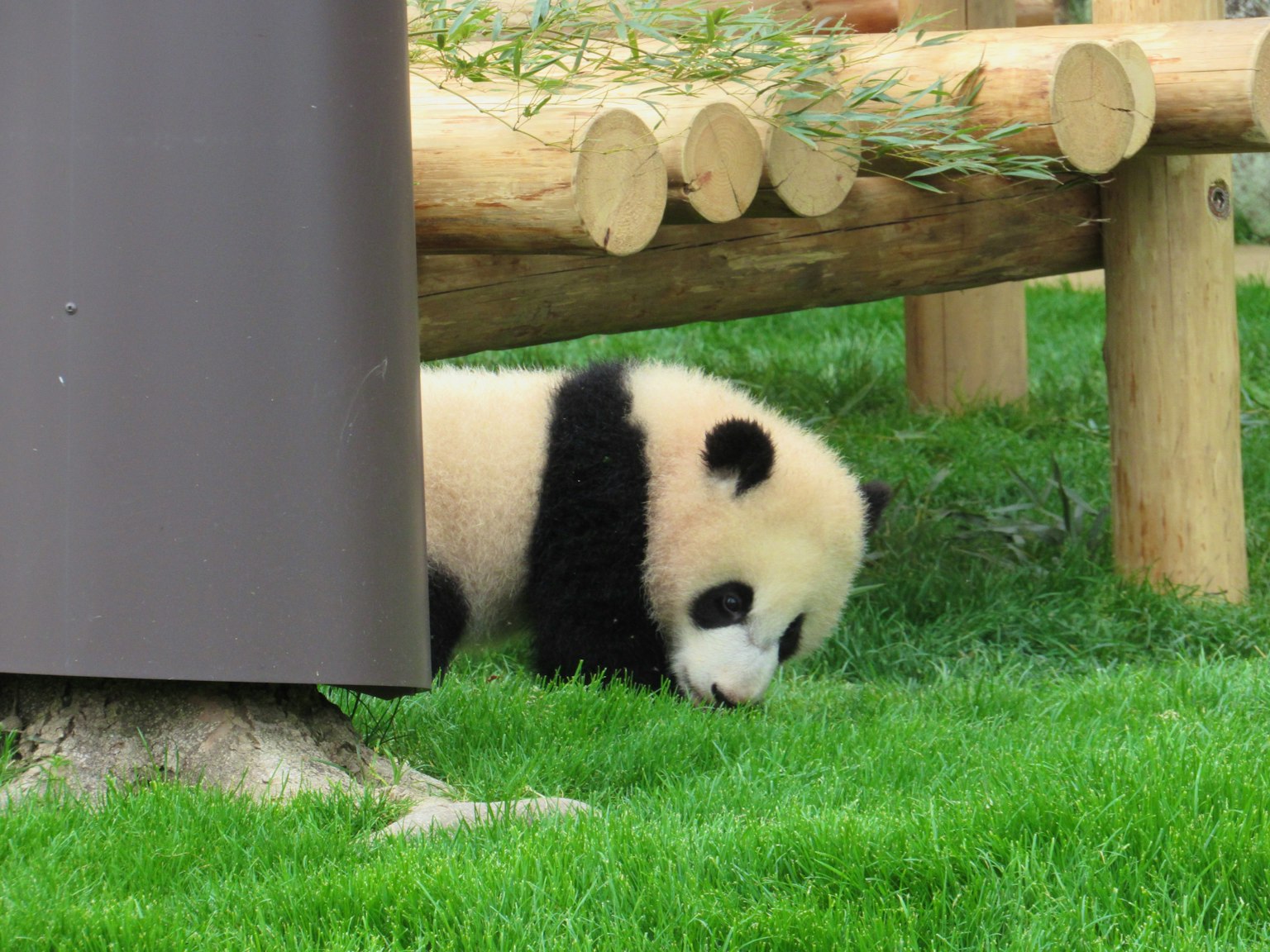 A baby panda playing on green grass