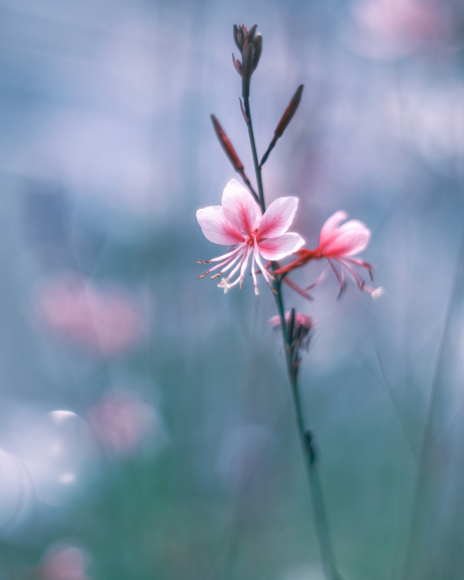 Fiori rosa delicati risaltano su uno sfondo blu morbido