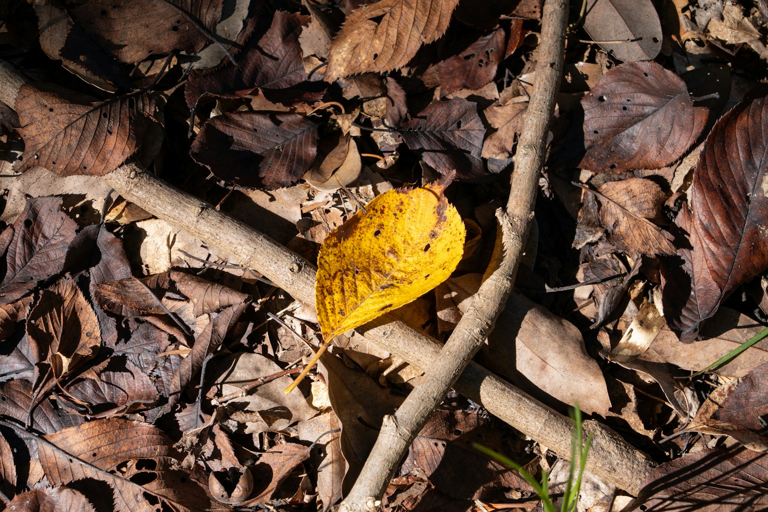 A yellow leaf resting on a bed of dry leaves and twigs