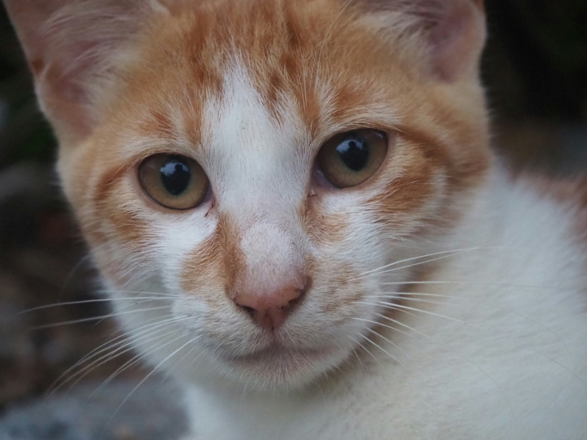 Close-up of an orange-and-white cat