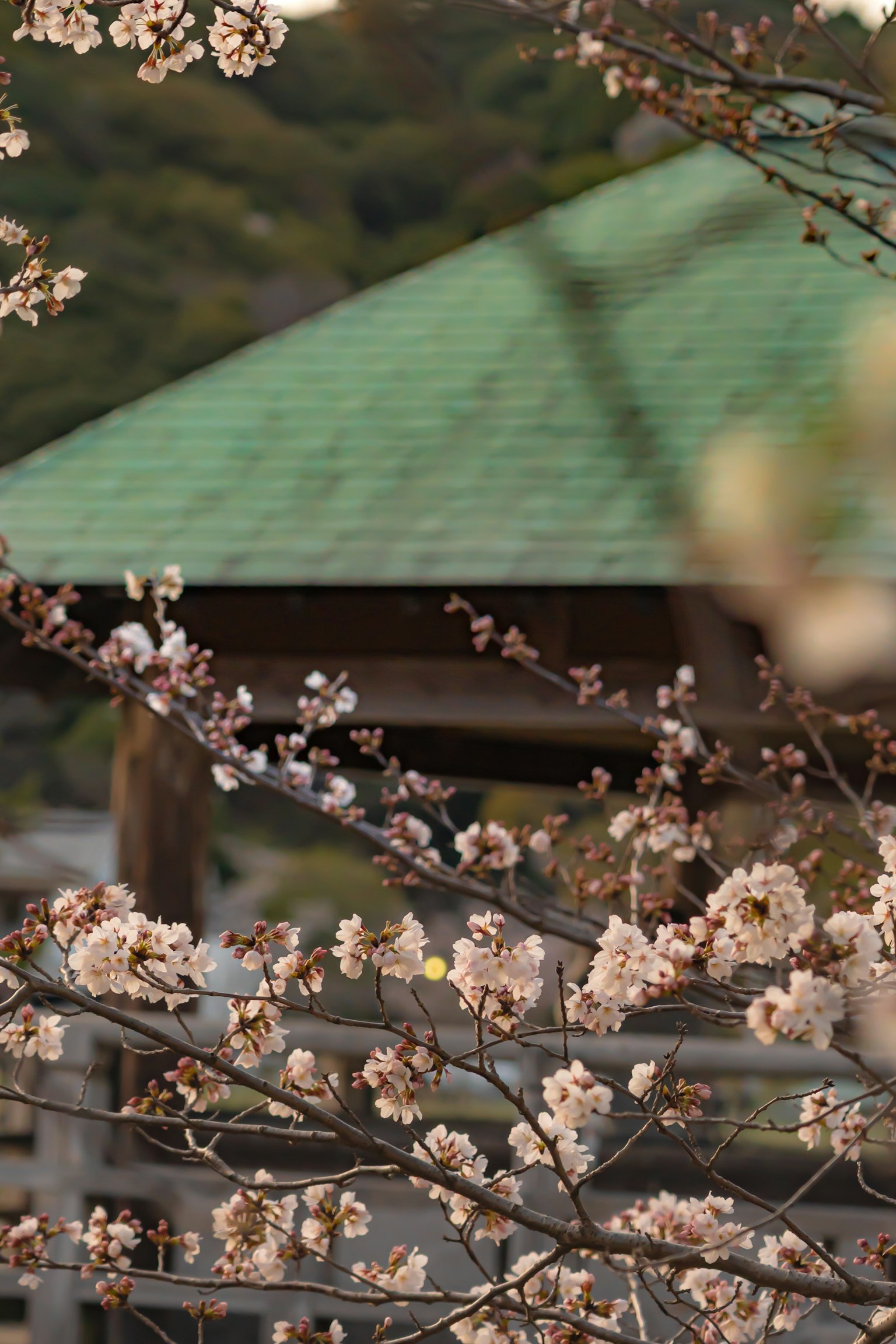 Pohon sakura berbunga dengan struktur atap hijau di latar belakang